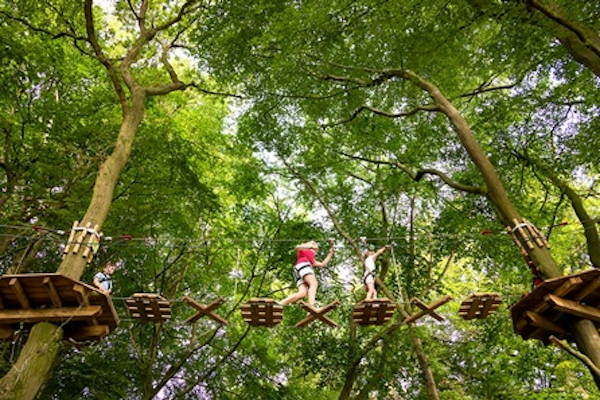 Junior Tree Top Adventure for One with Go Ape 4