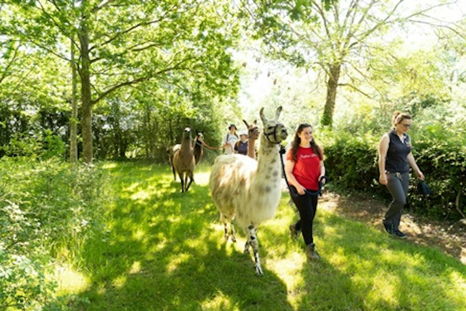 Llama Trekking Experience Day For Two 1