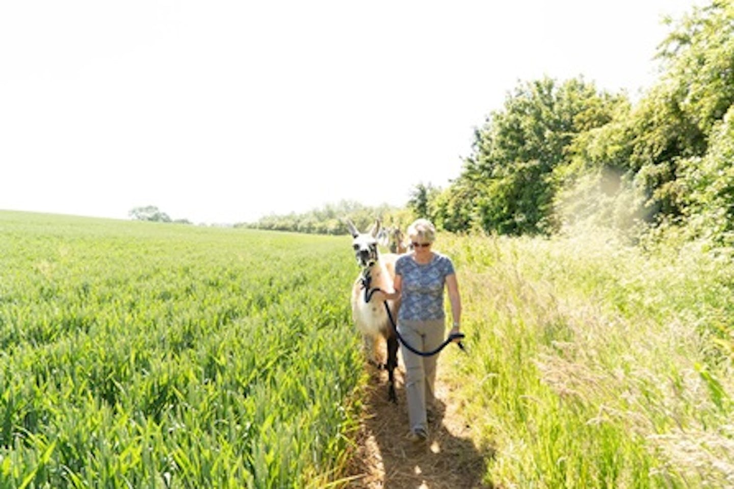 Llama Trekking for Two