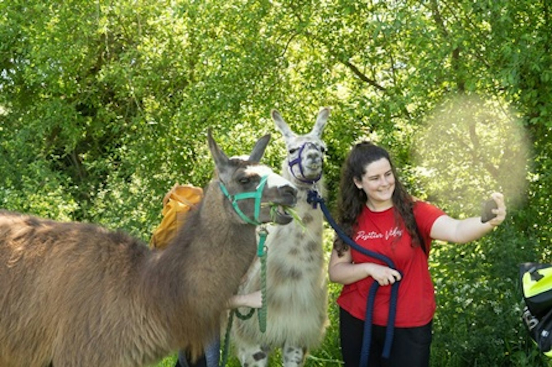 Llama Trekking Experience Day For Two 1