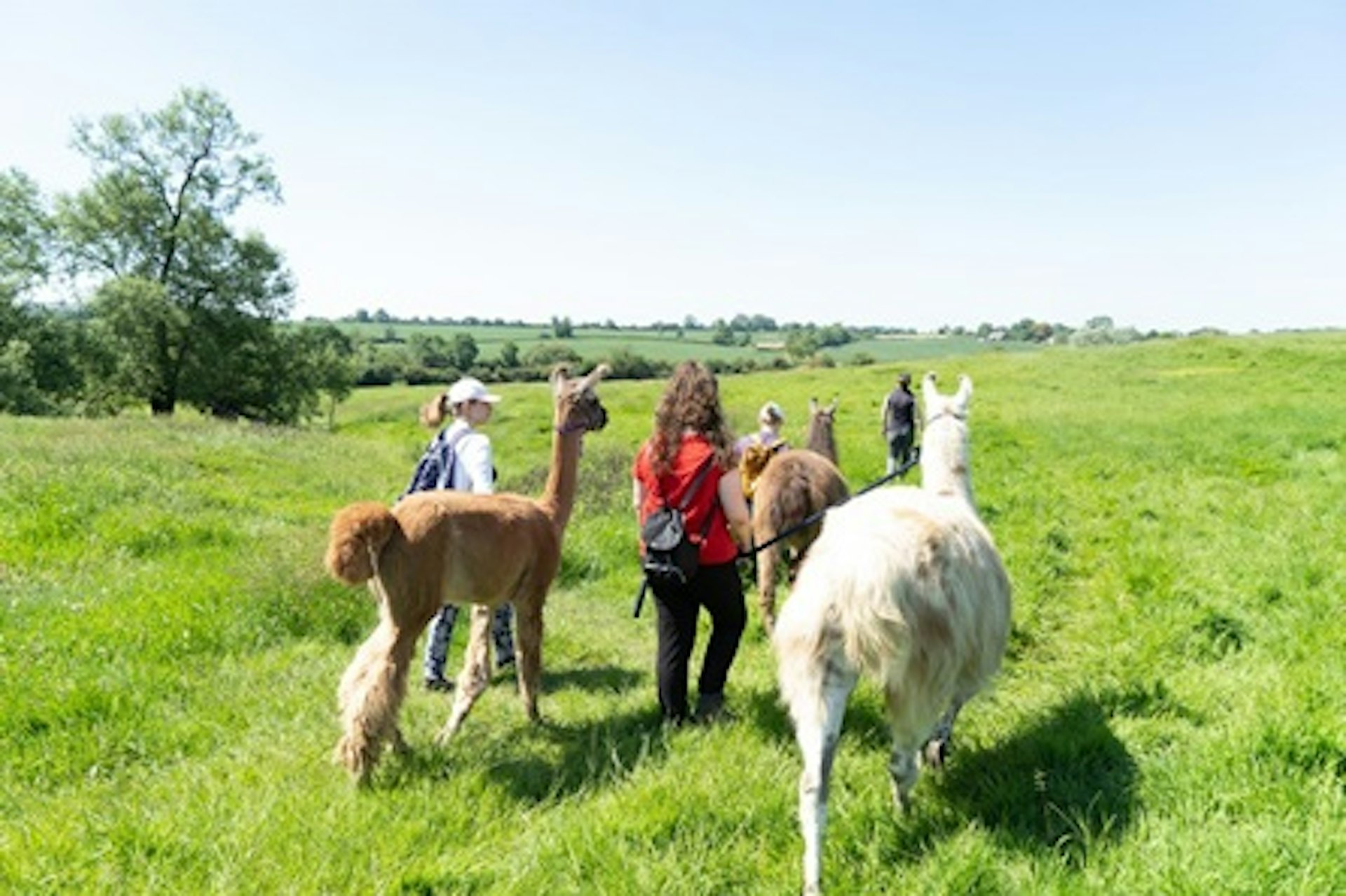 Llama Trekking Experience Day For Two 4