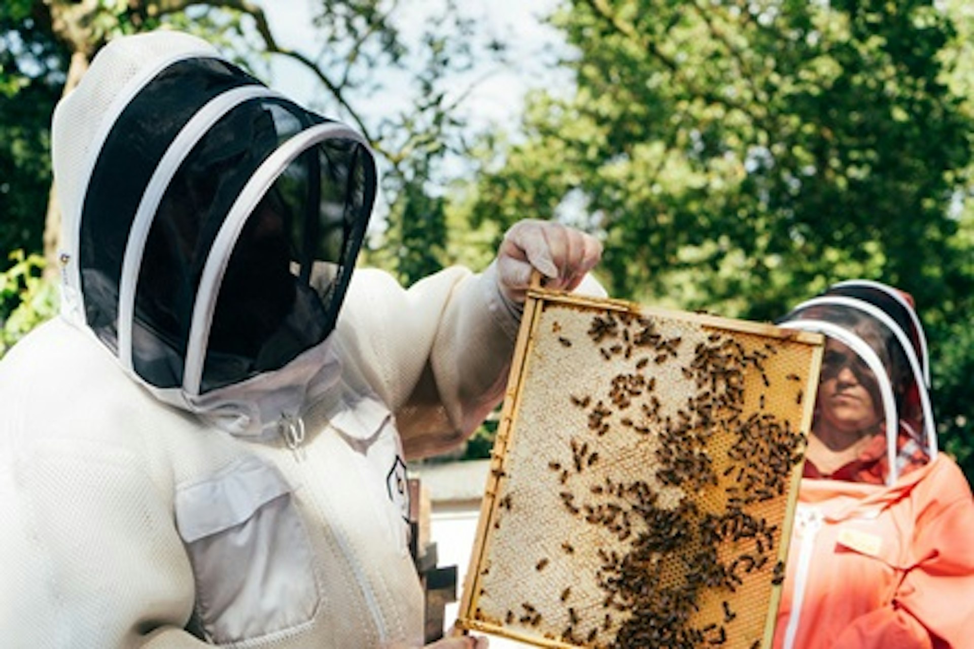 Urban Beekeeping and Honey Craft Beer Tasting 1