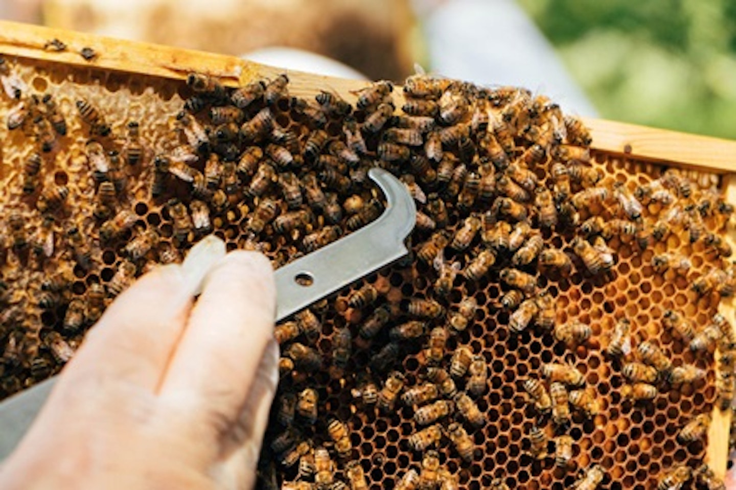 Urban Beekeeping and Honey Craft Beer Tasting for Two 2