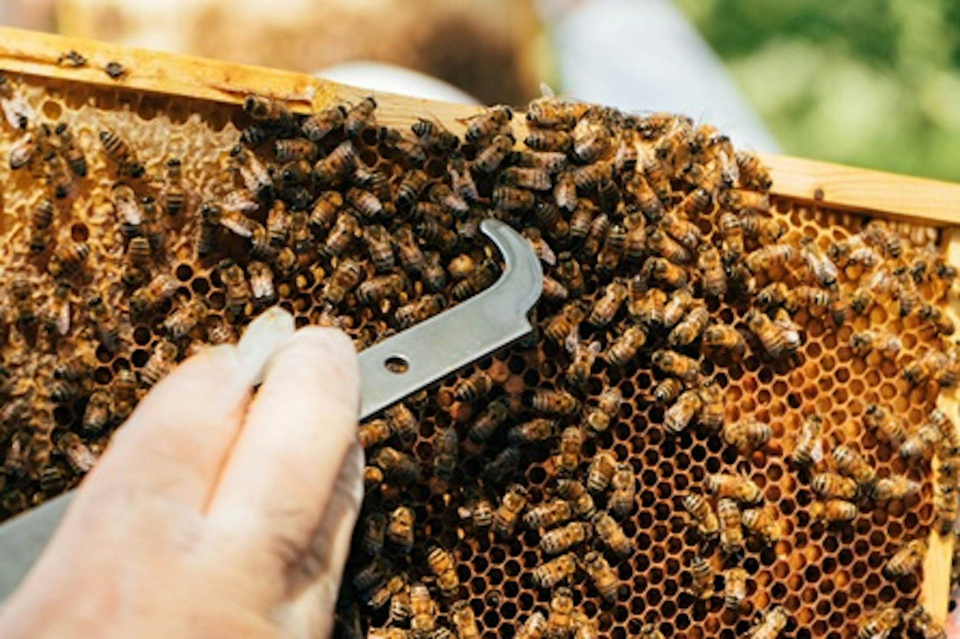 Urban Beekeeping and Honey Craft Beer Tasting for Two 2