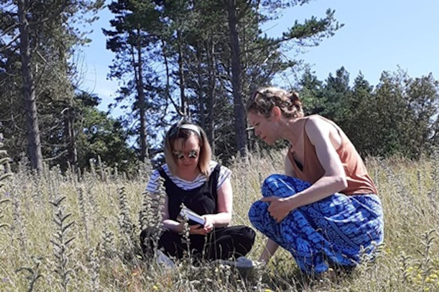 Make Your Own Botanical Extracts from a Wildflower Meadow