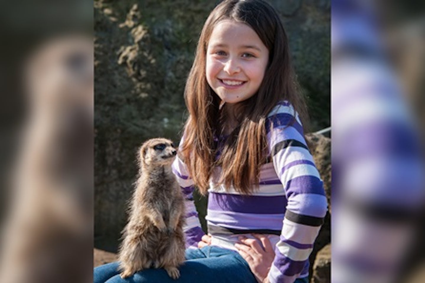 Meerkat Experience for One at Drusillas Park