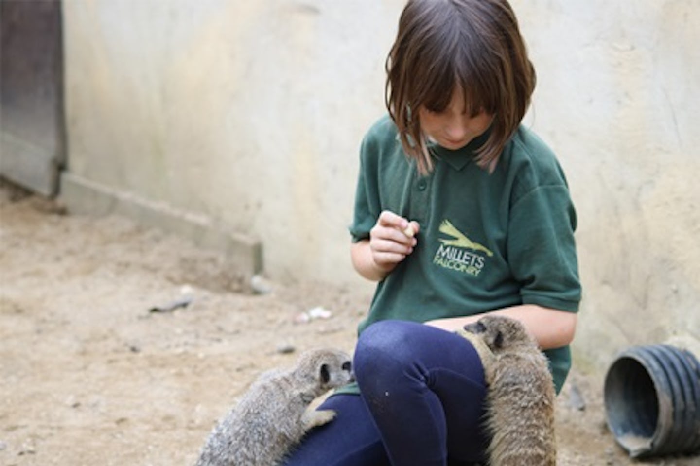 Meet and Feed the Meerkats at Millets Falconry Centre