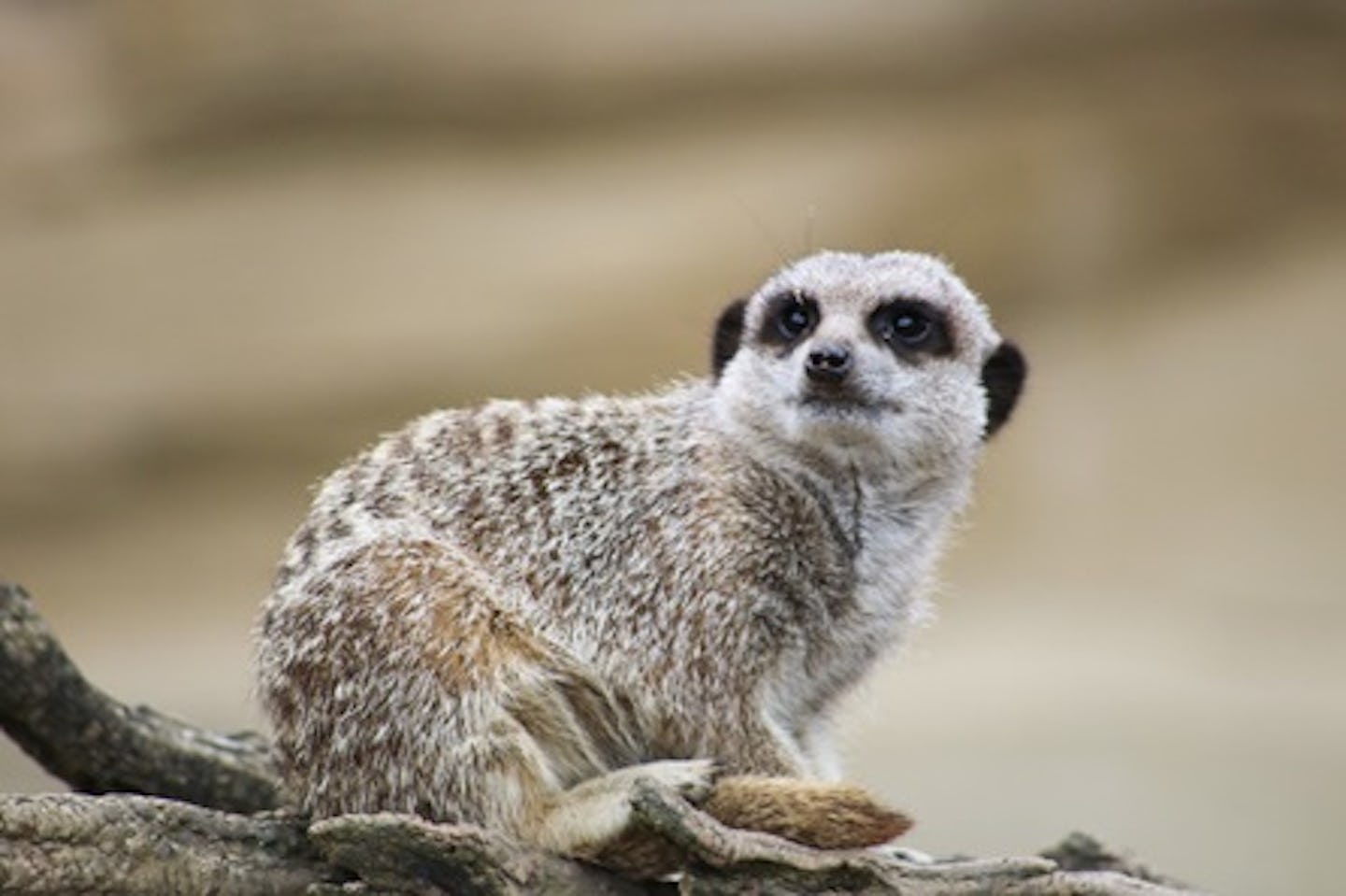 Meet and Feed the Meerkats at Millets Falconry Centre