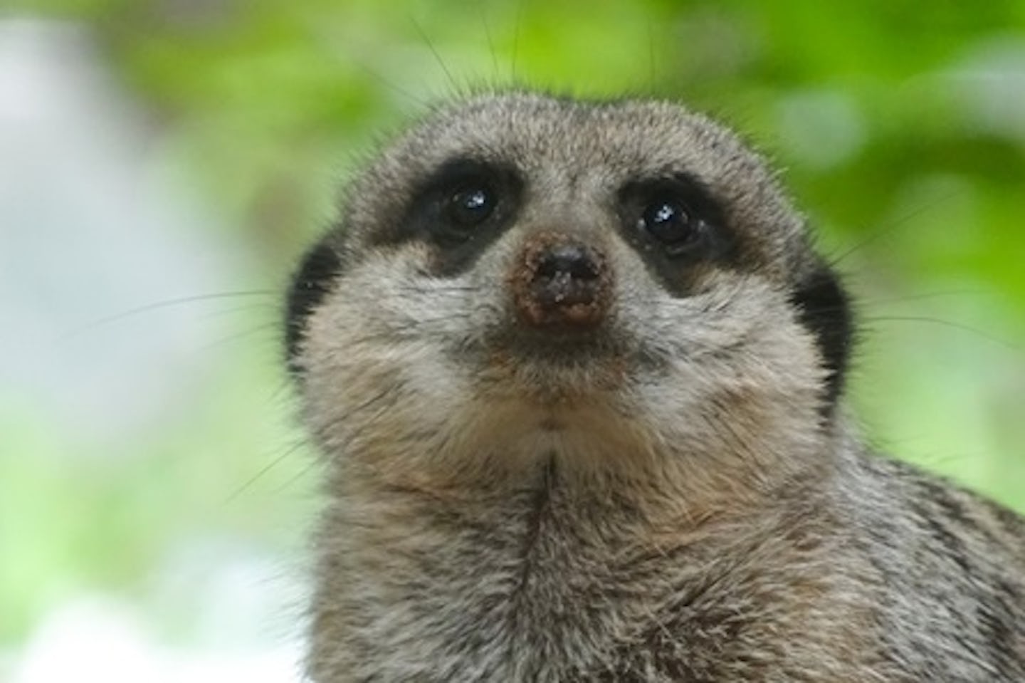 Meet and Feed the Meerkats at Millets Falconry Centre