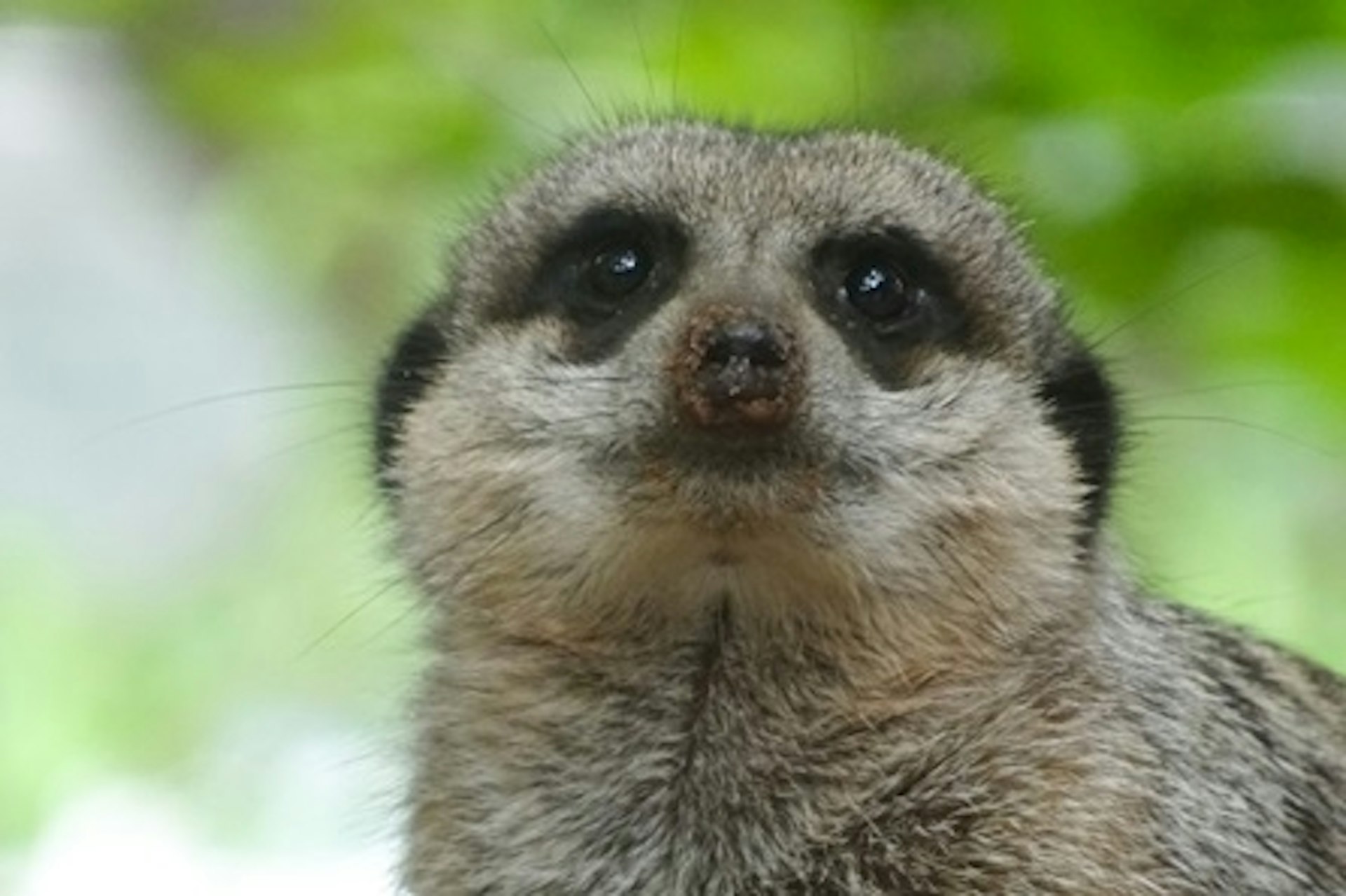 Meet and Feed the Meerkats for Two at Millets Falconry Centre 4