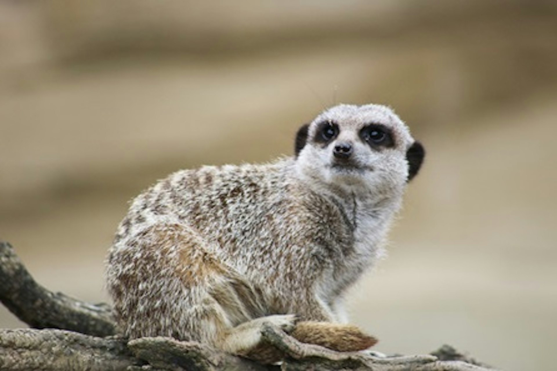 Meet and Feed the Meerkats for Two at Millets Falconry Centre 2
