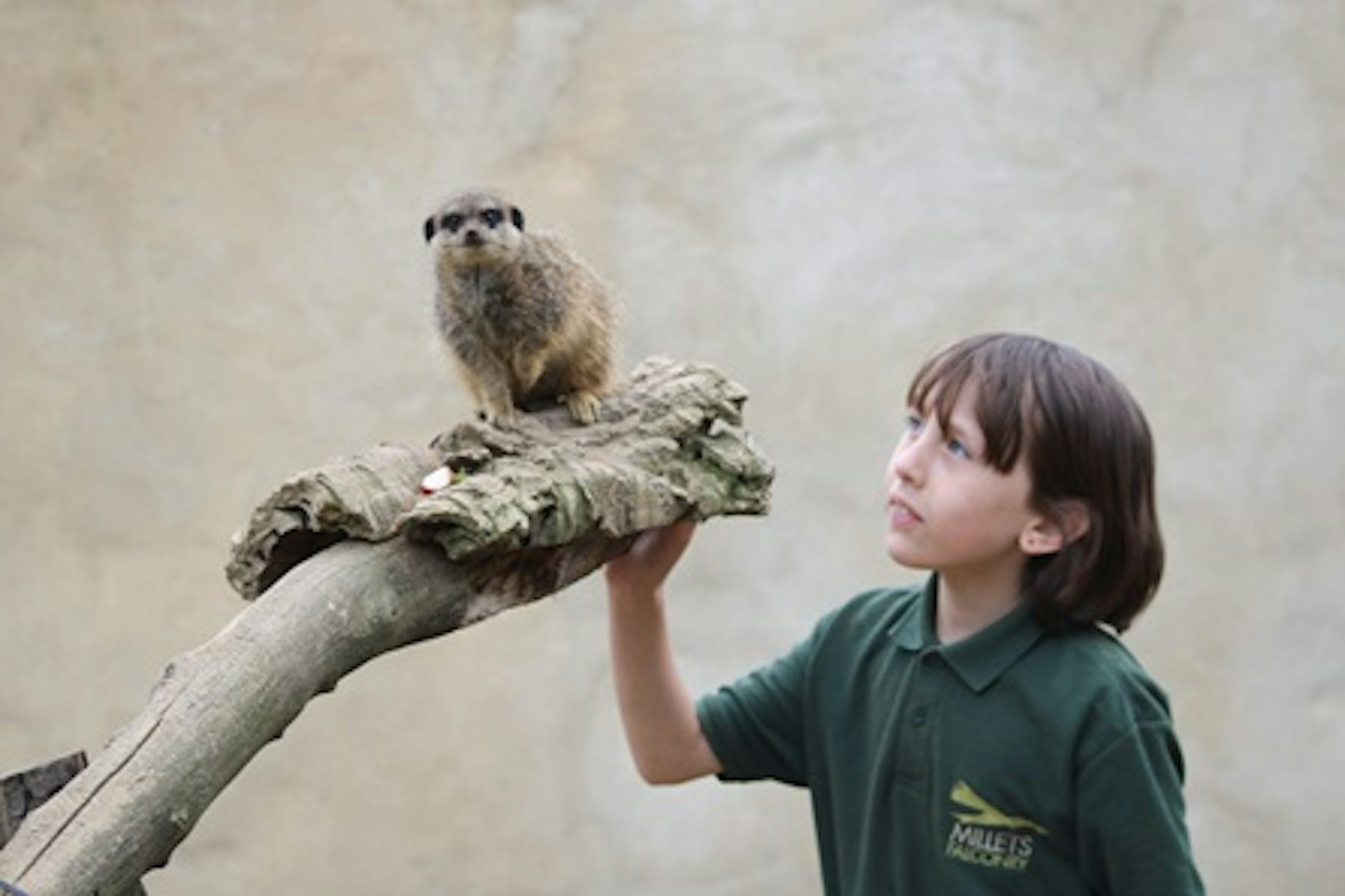 Meet and Feed the Meerkats for Two at Millets Falconry Centre 3