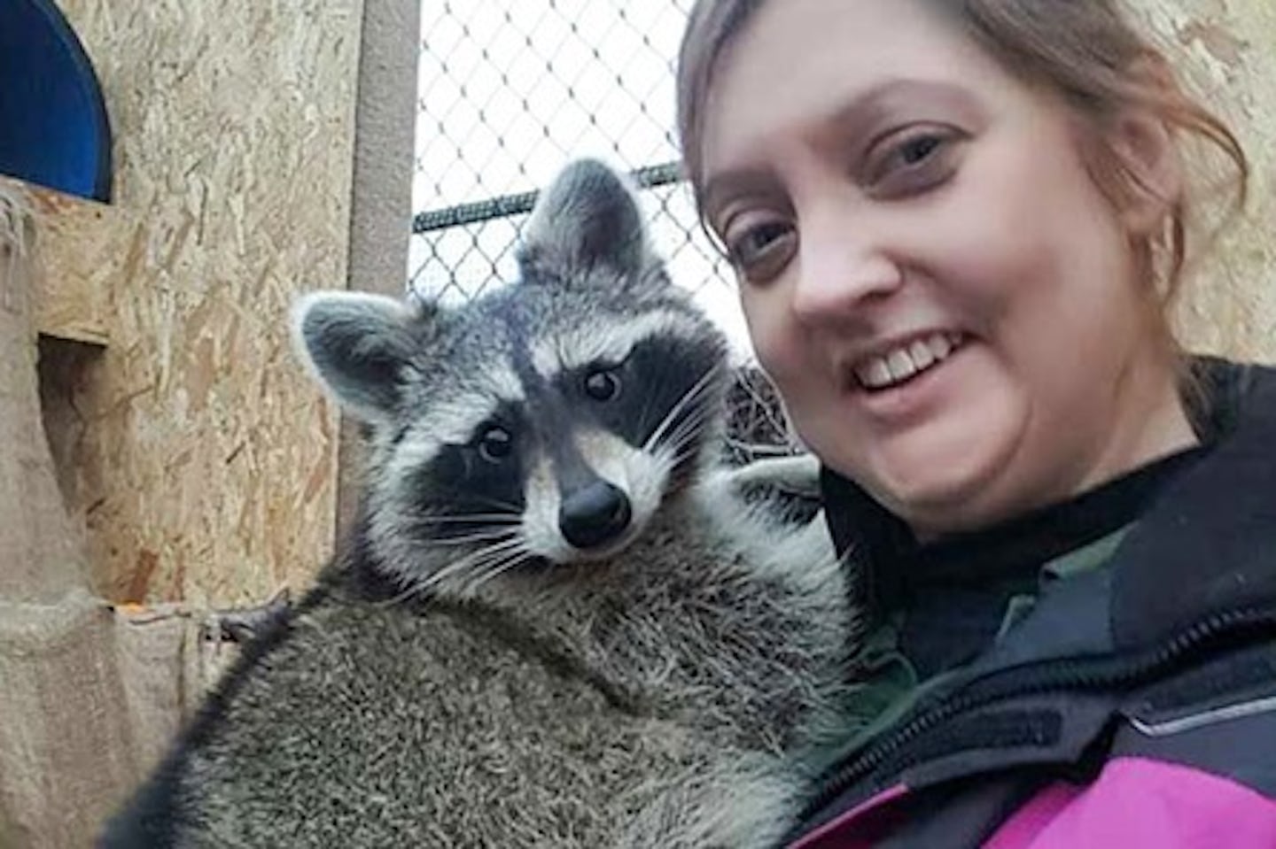 Meet and Feed the Raccoons for Two at Millets Falconry Centre