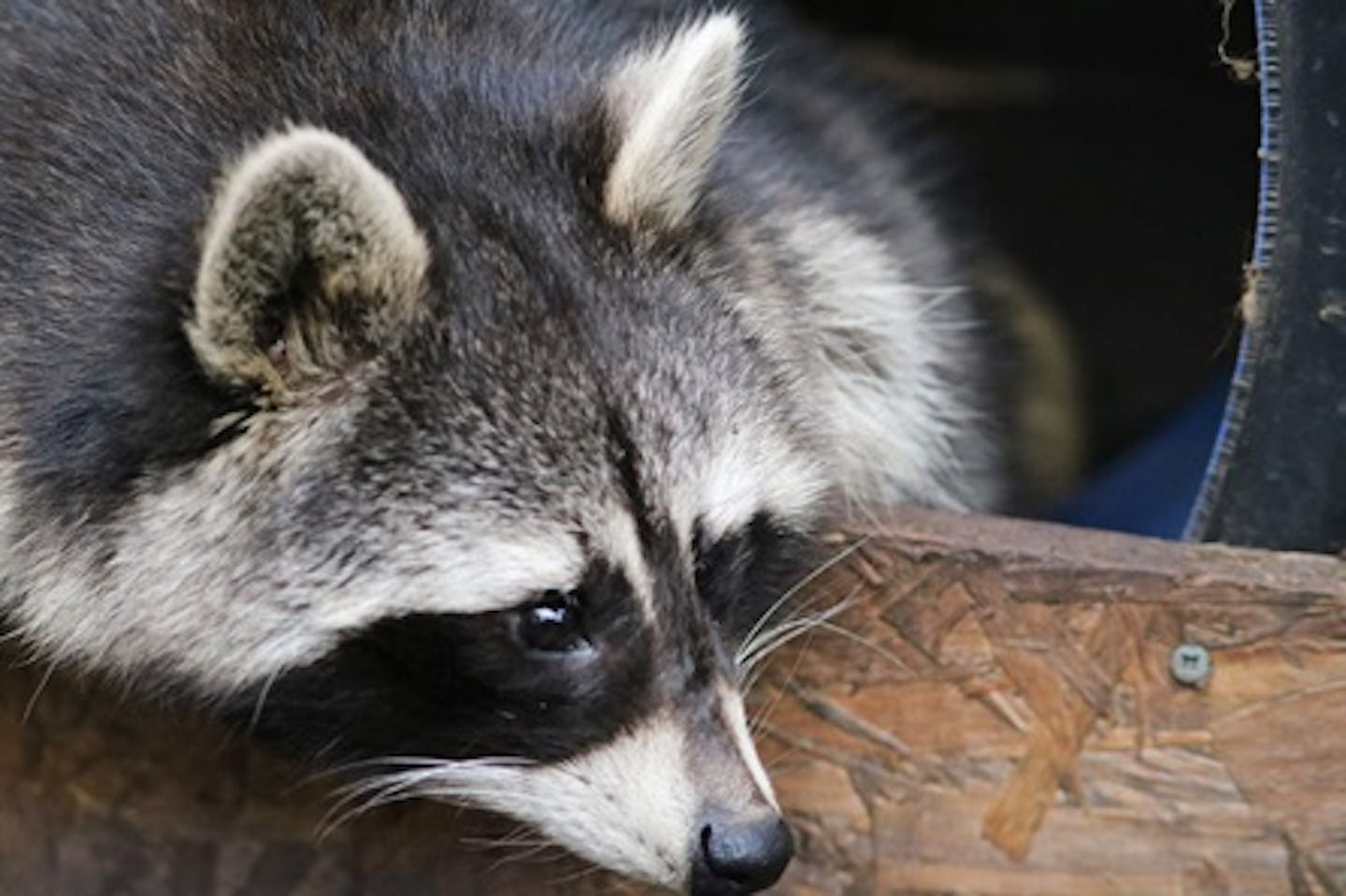 Meet and Feed the Raccoons for Two at Millets Falconry Centre