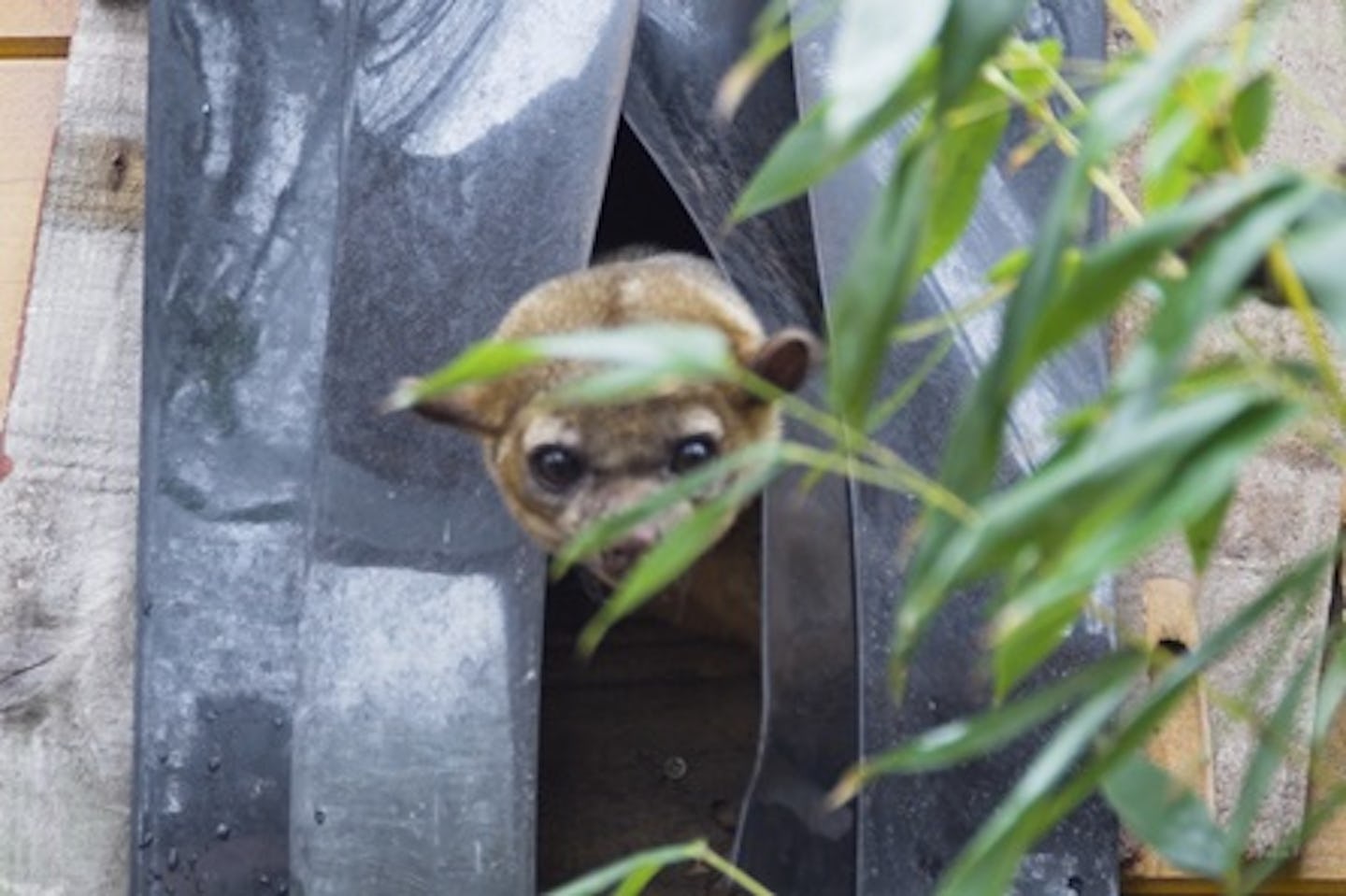 Meet the Kinkajous at Hemsley Conservation Centre