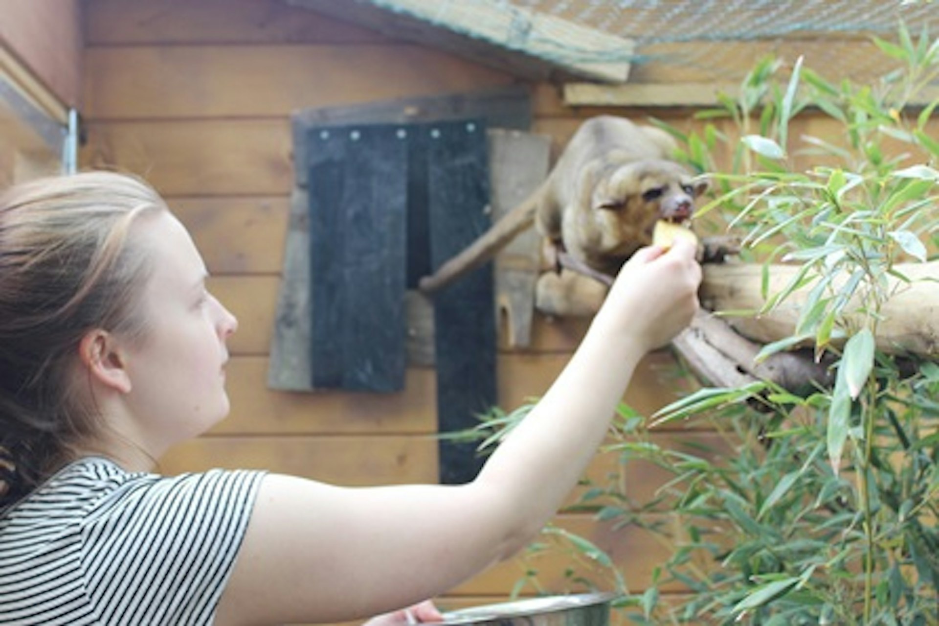 Meet the Kinkajous at Hemsley Conservation Centre 1