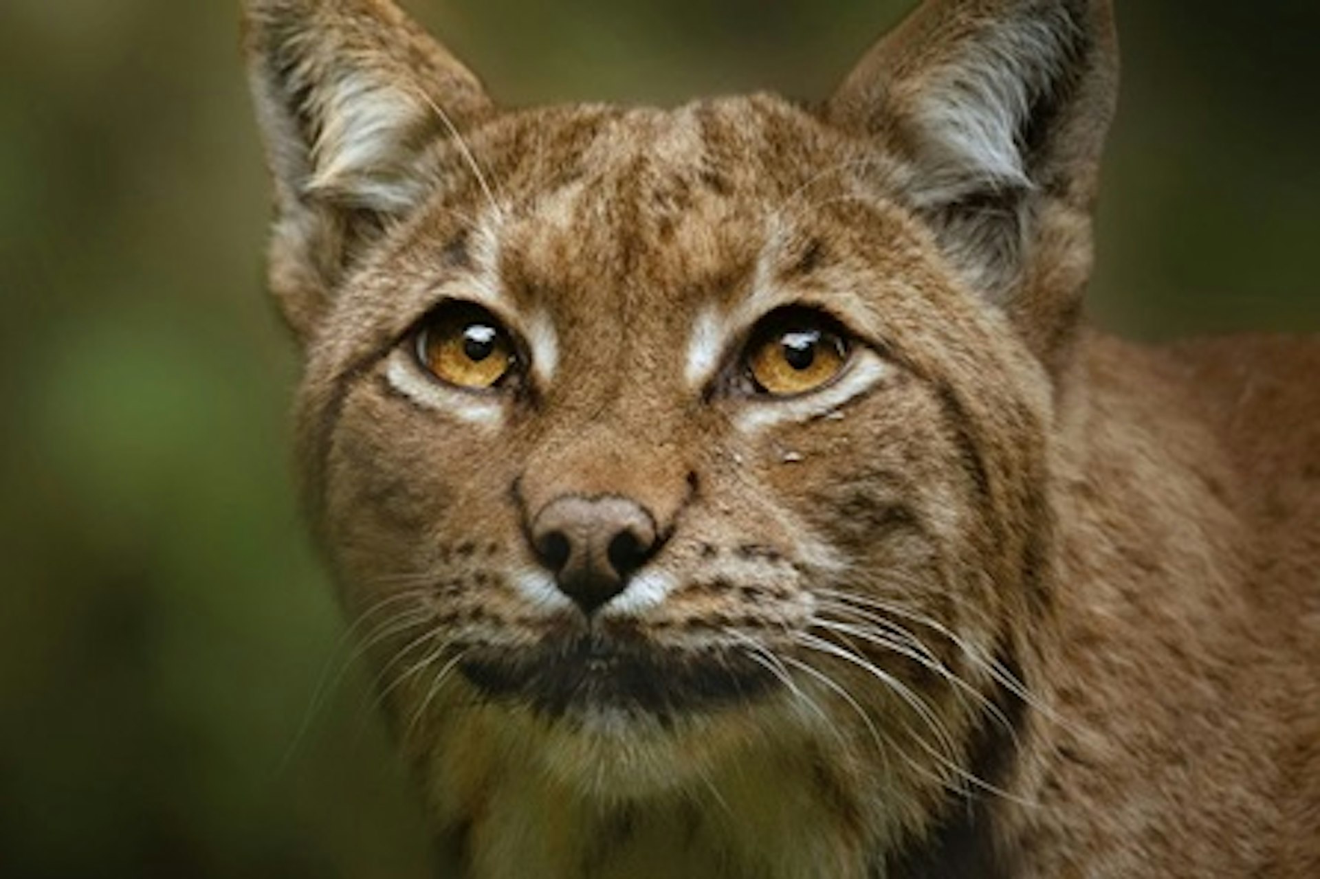 Meet the Lynx at Dartmoor Zoo for Two 1