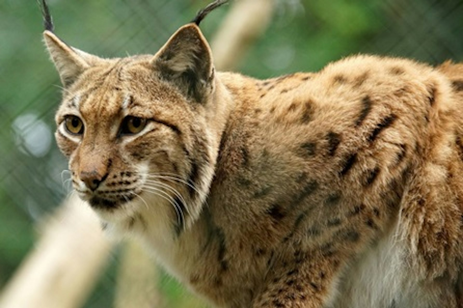Meet the Lynx at Dartmoor Zoo for Two 2