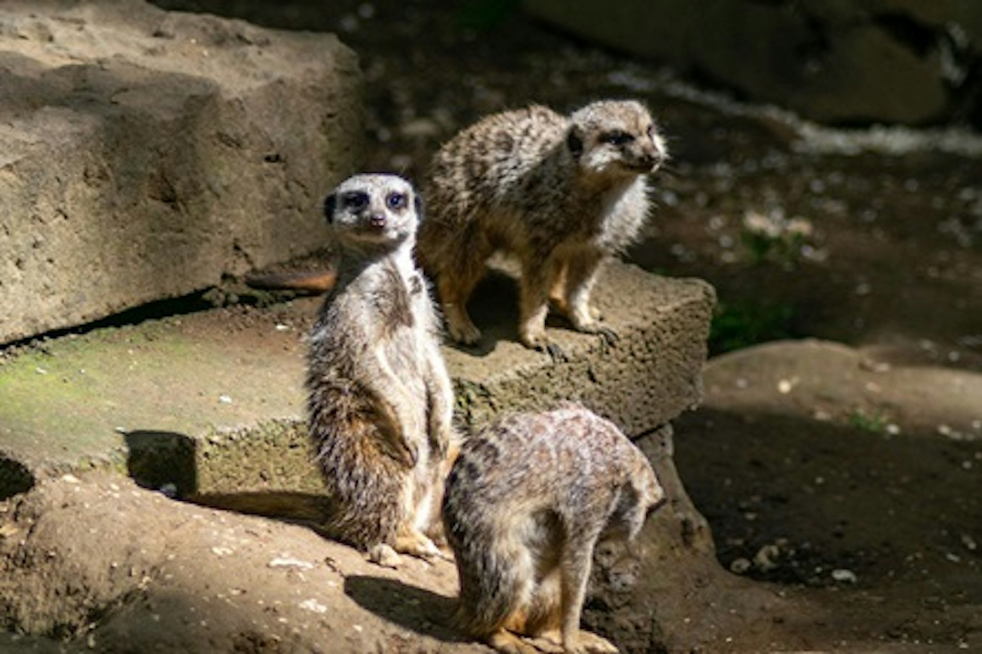 Meet the Meerkats for Two at Bridlington Animal Park 1