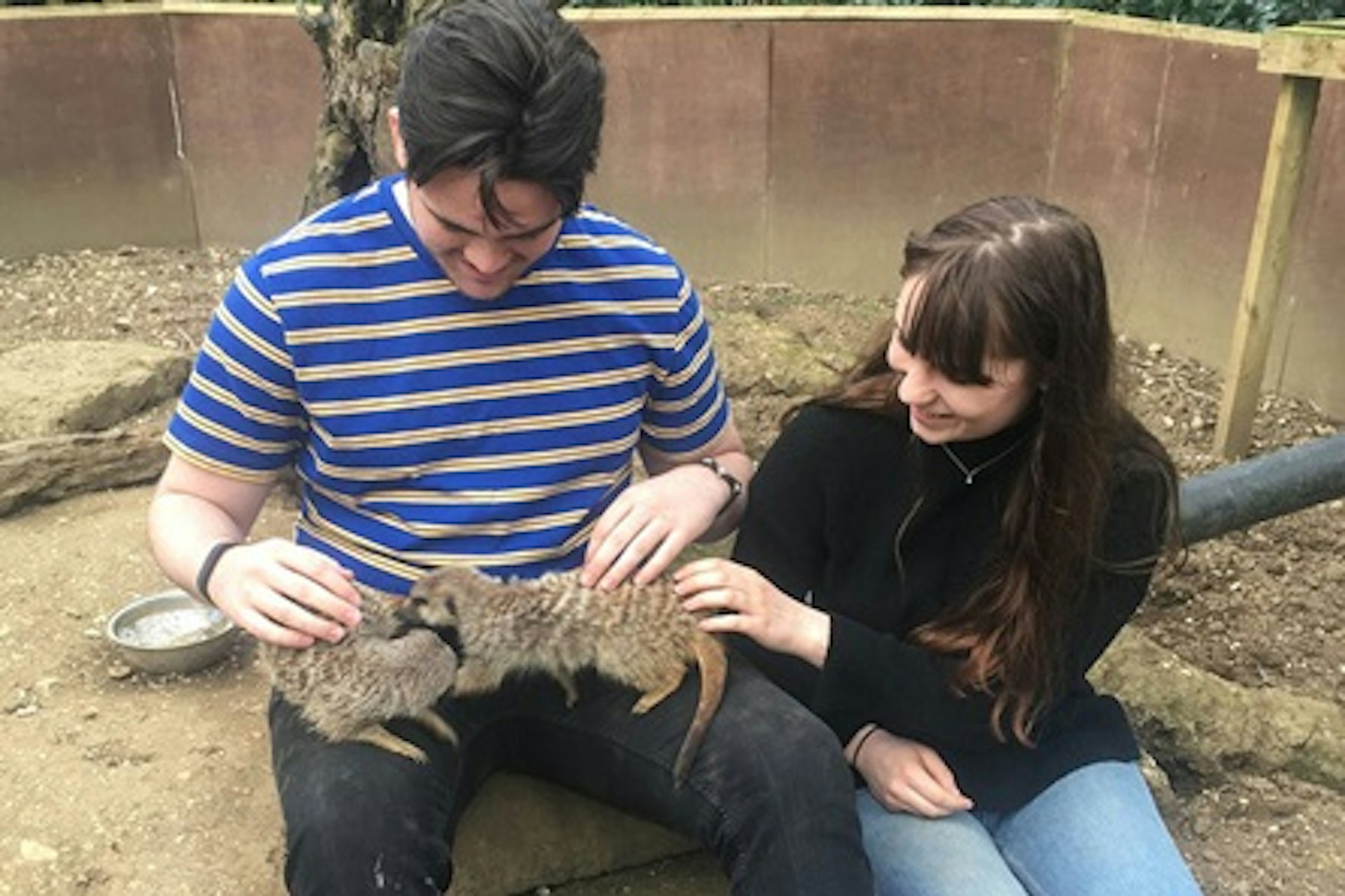 Meet the Meerkats for Two at Bridlington Animal Park 2
