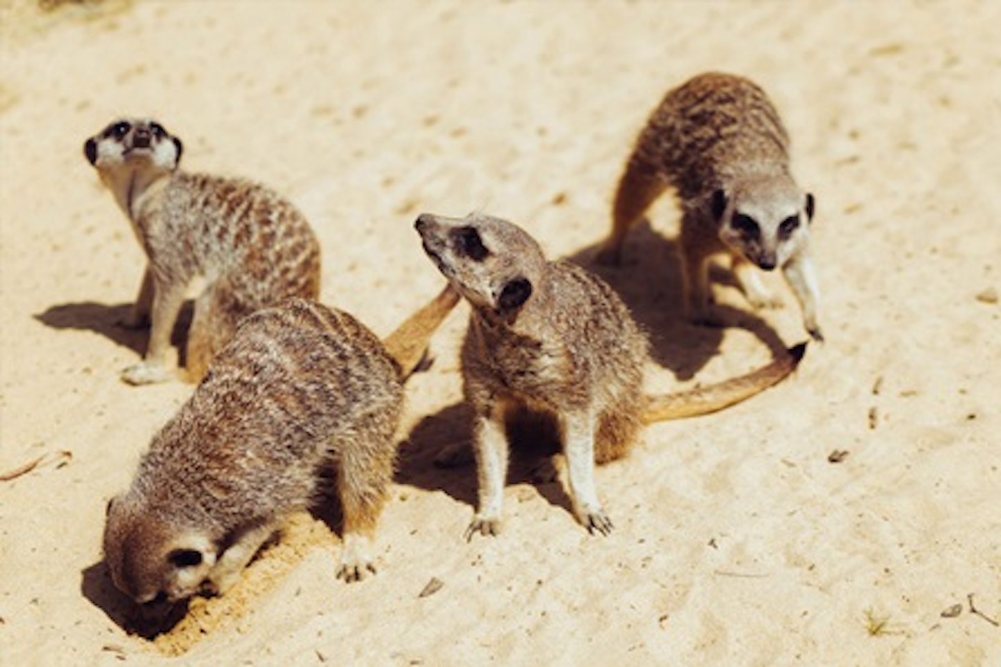 Meet the Meerkats for One 2