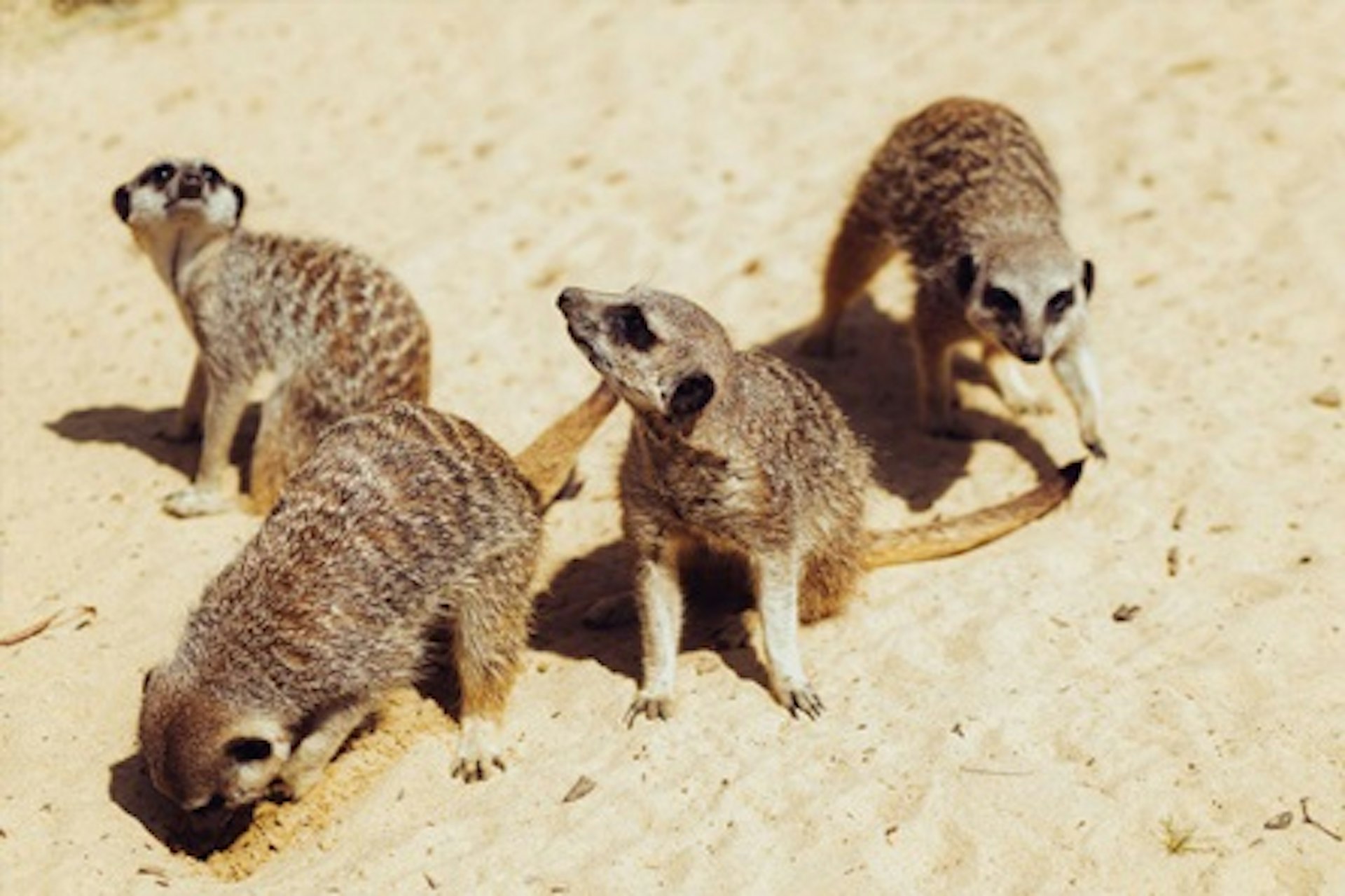 Meet the Meerkats for One 2