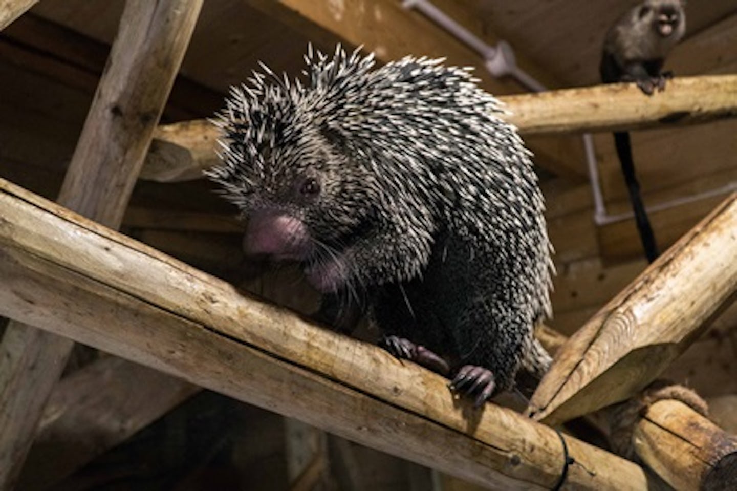 Meet the Porcupines at Hemsley Conservation Centre