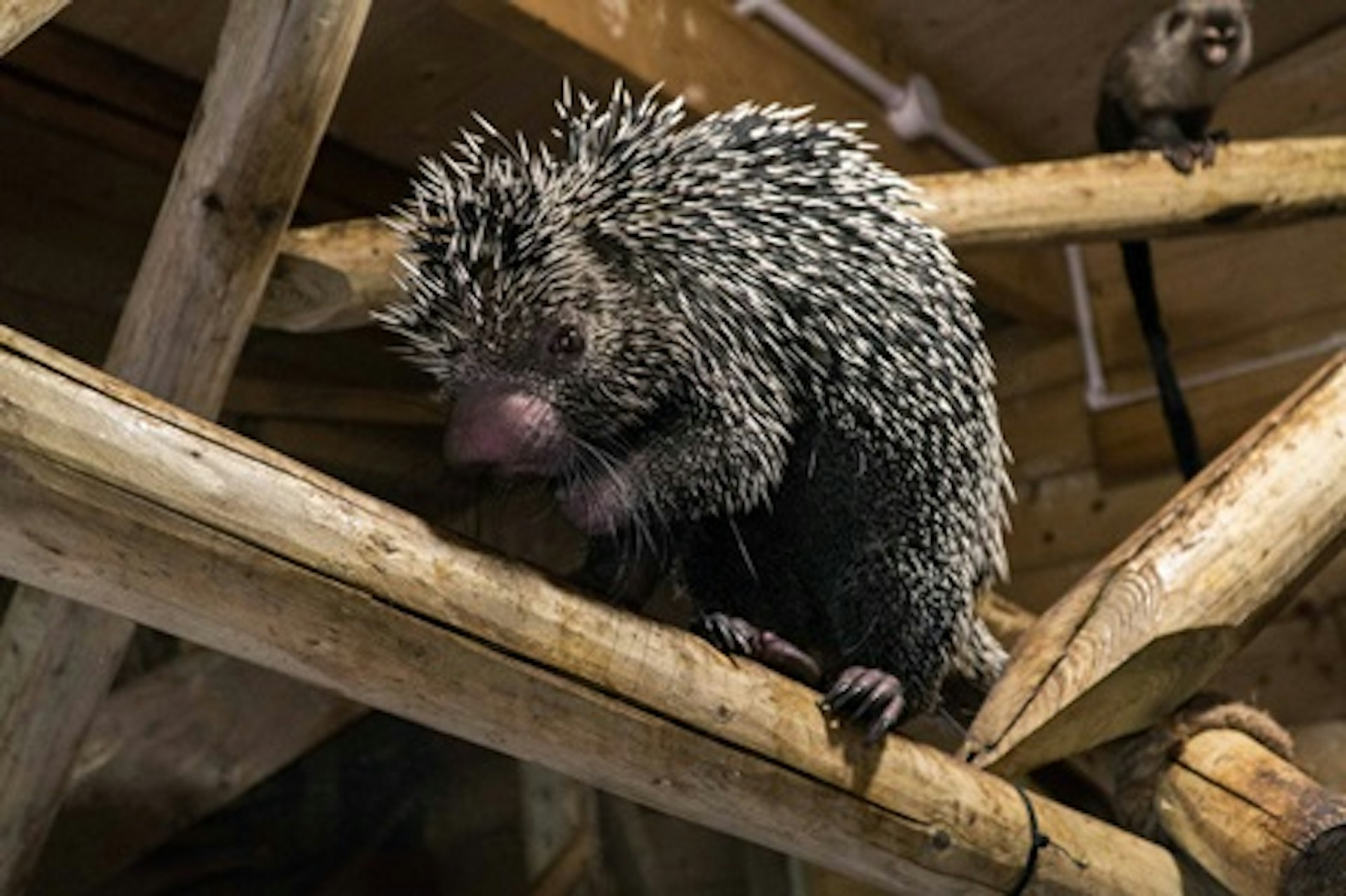 Meet the Porcupines at Hemsley Conservation Centre 3