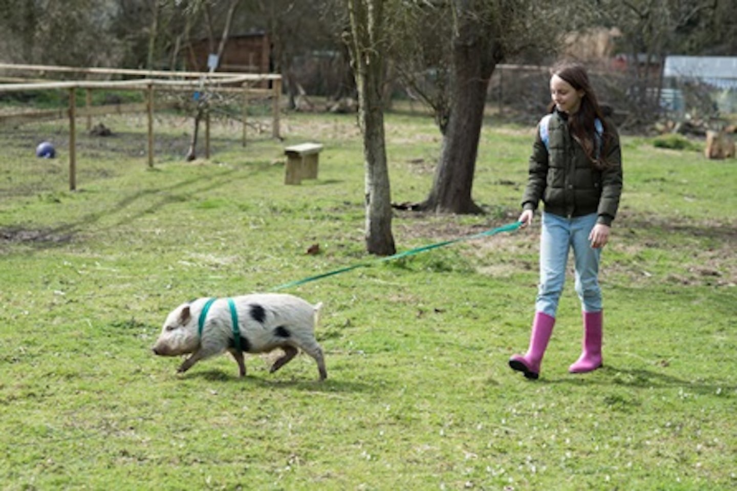 Miniature Farm Animal Experience with Sweet Treats and Tea for Two at Huckleberry Woods