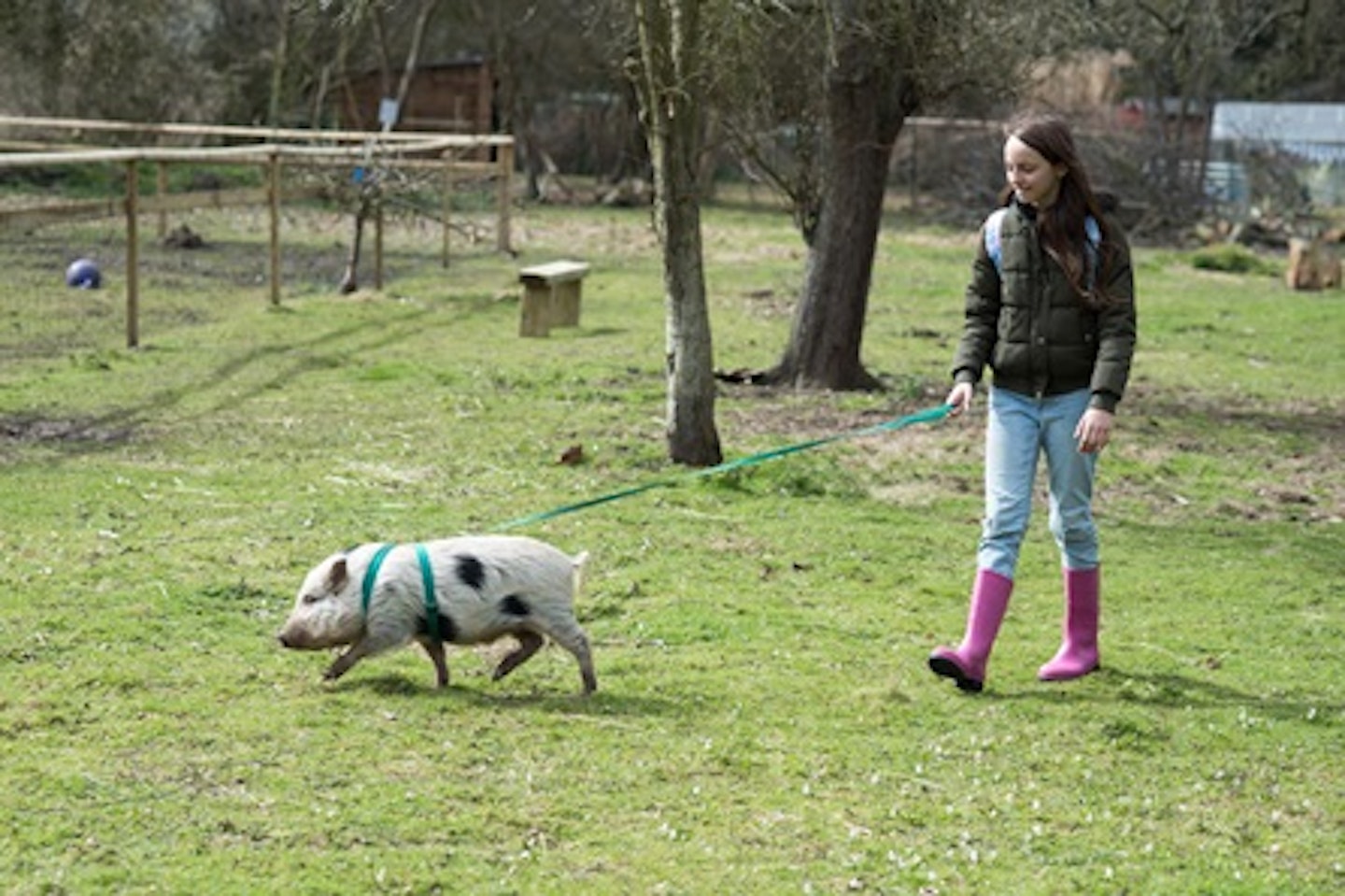 Miniature Farm Animal Experience with Sweet Treats and Tea for Two at Huckleberry Woods 1