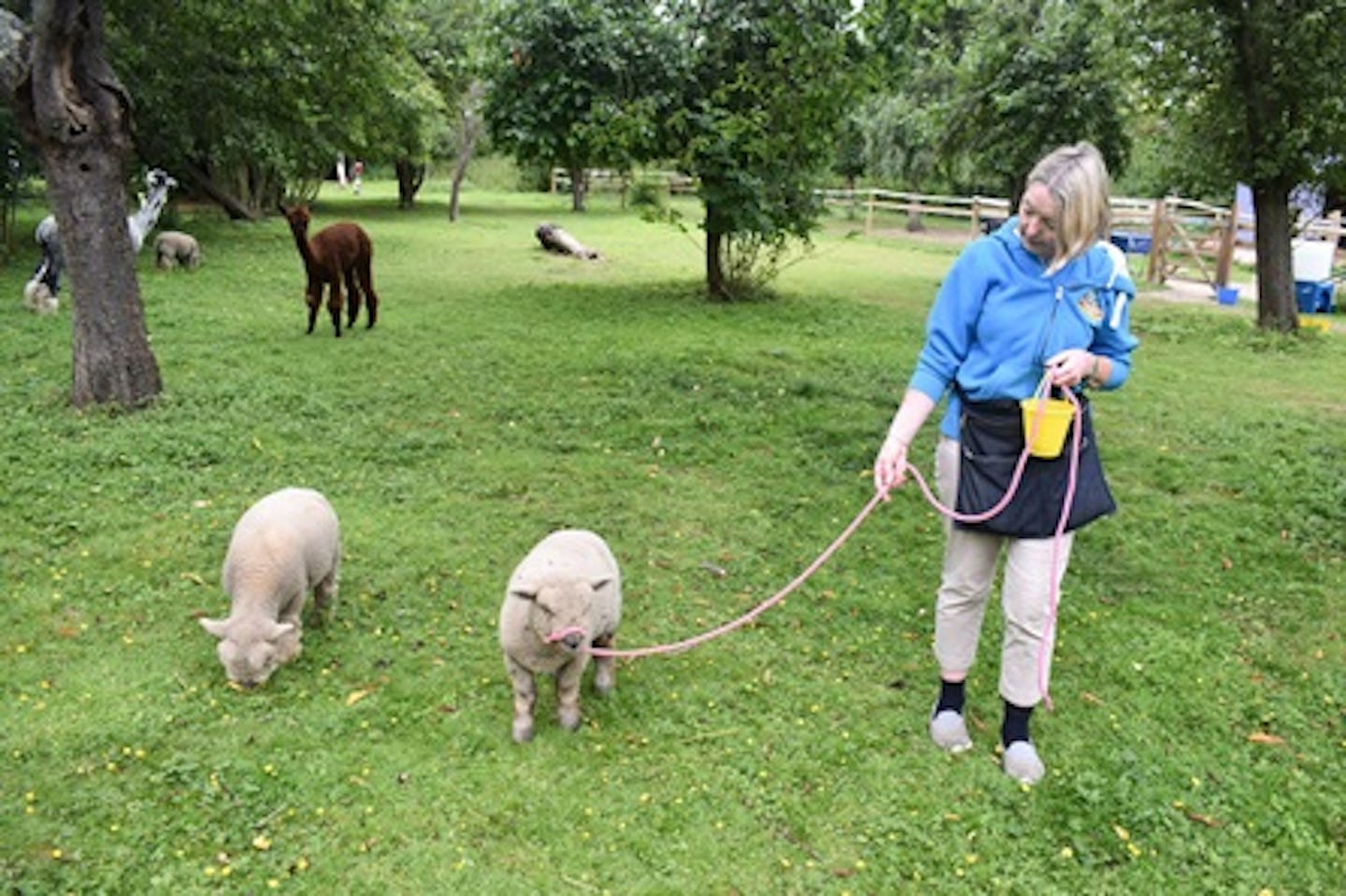 Miniature Farm Animal Experience with Sweet Treats and Tea for Two at Huckleberry Woods