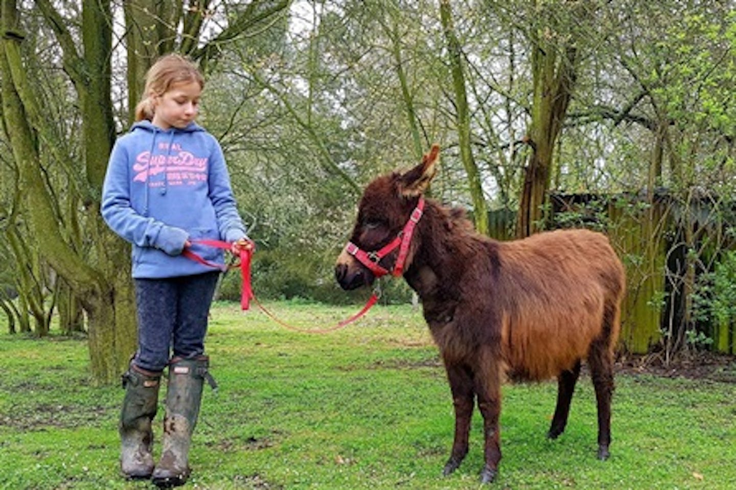 Miniature Farm Animal Experience with Sweet Treats and Tea for Two at Huckleberry Woods