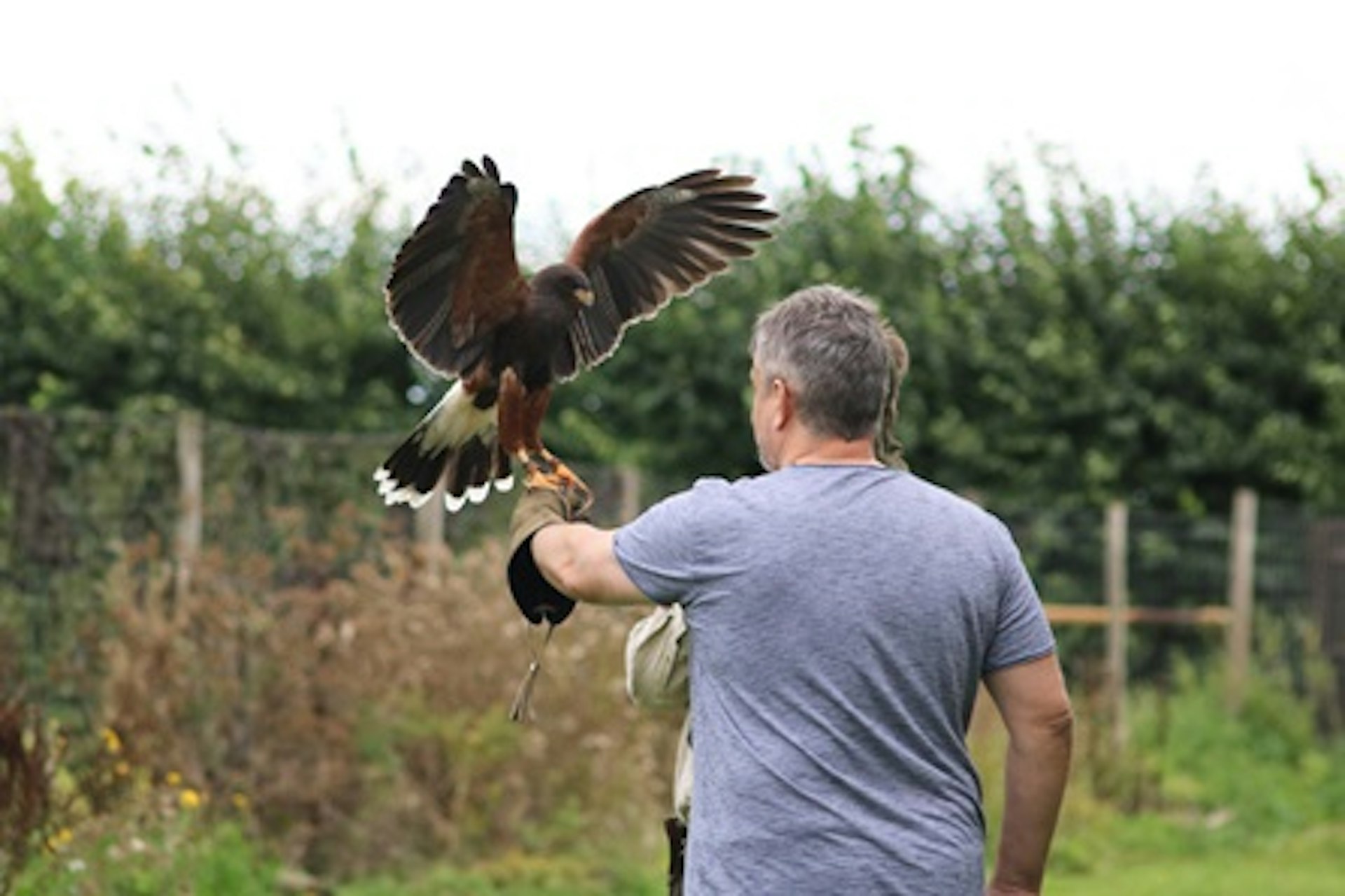 One Hour Private Falconry Encounter for Two at Millets Falconry 2