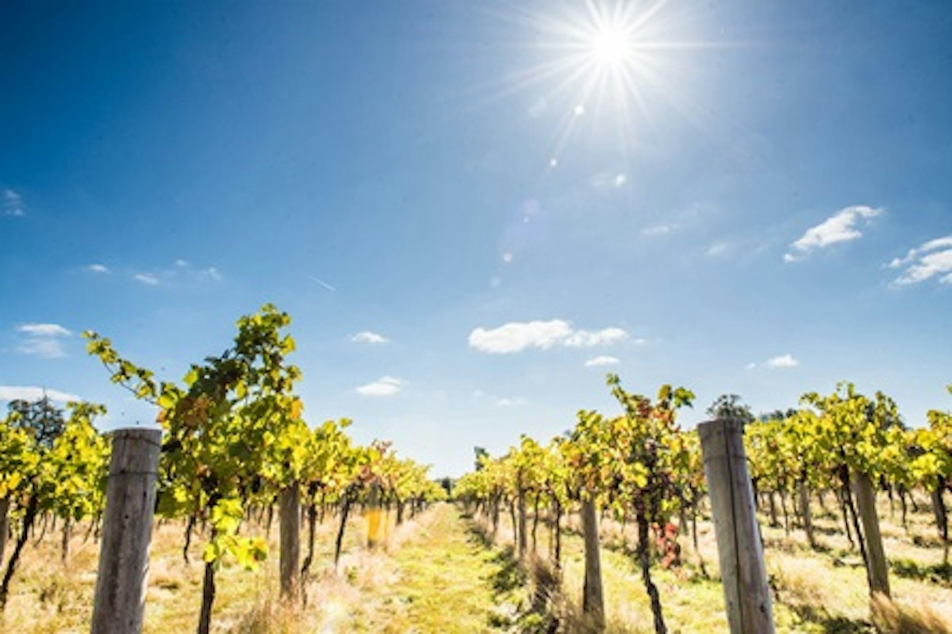 One Night Berkshire Break with Wine, Dinner and Vineyard Tour with Tastings at Stanlake Park Wine Estate for Two 1