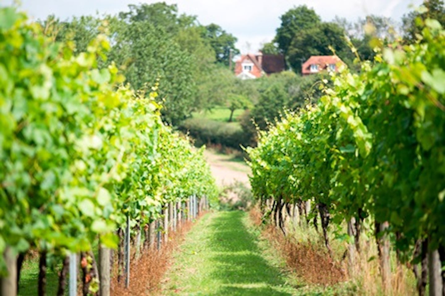 One Night Countryside Break with Vineyard Tour and Wine Tasting at Chapel Down Winery for Two