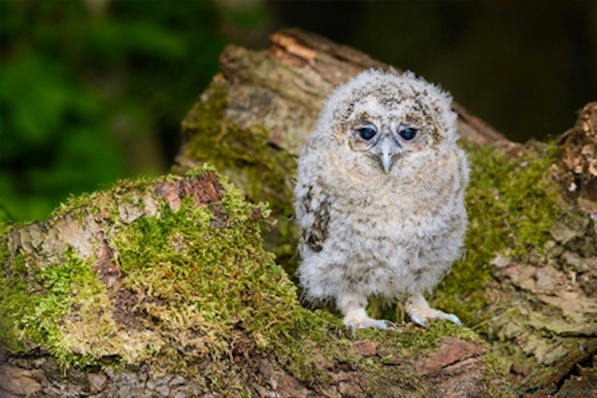Owl Encounter for Two at Bridlington Animal Park 3