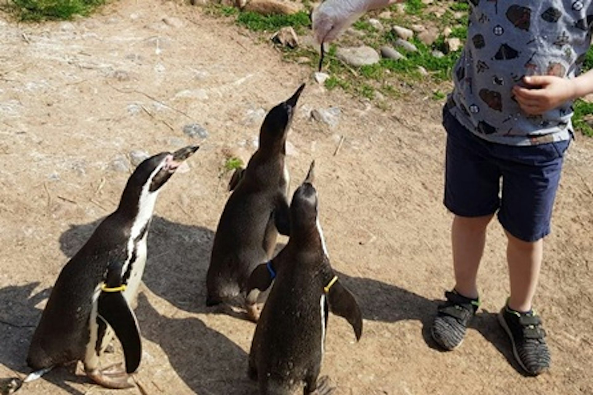 Penguin Encounter with Day Admission at South Lakes Safari Zoo 1