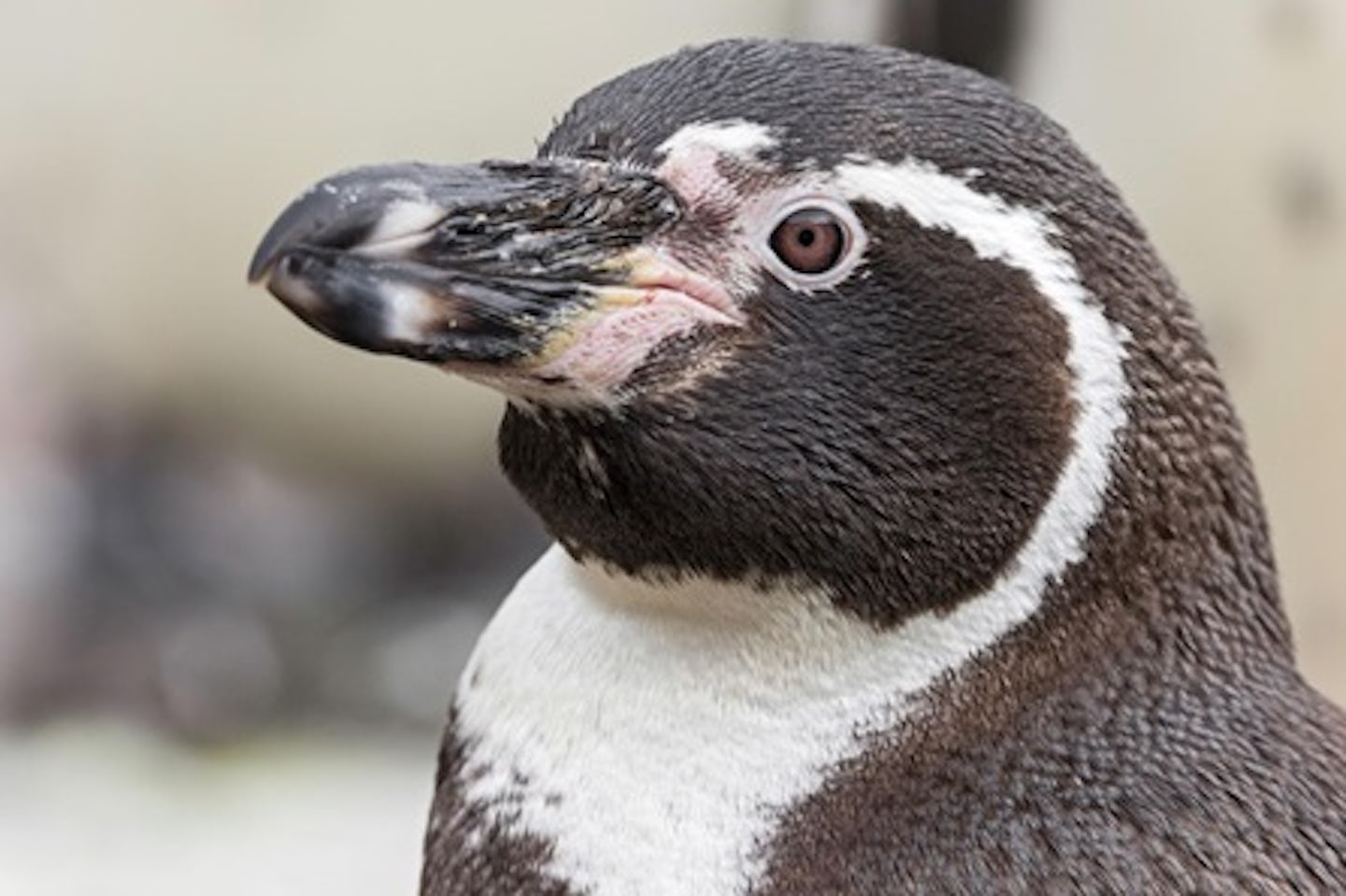 Penguin Encounter with Day Admission at South Lakes Safari Zoo