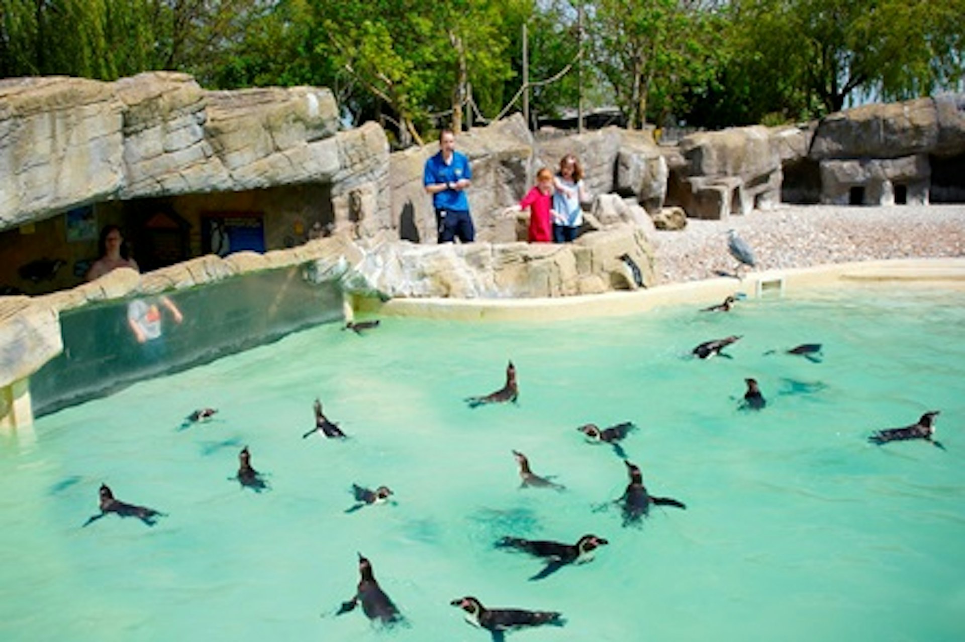 Penguin Feeding Experience for One at Drusillas Park 2