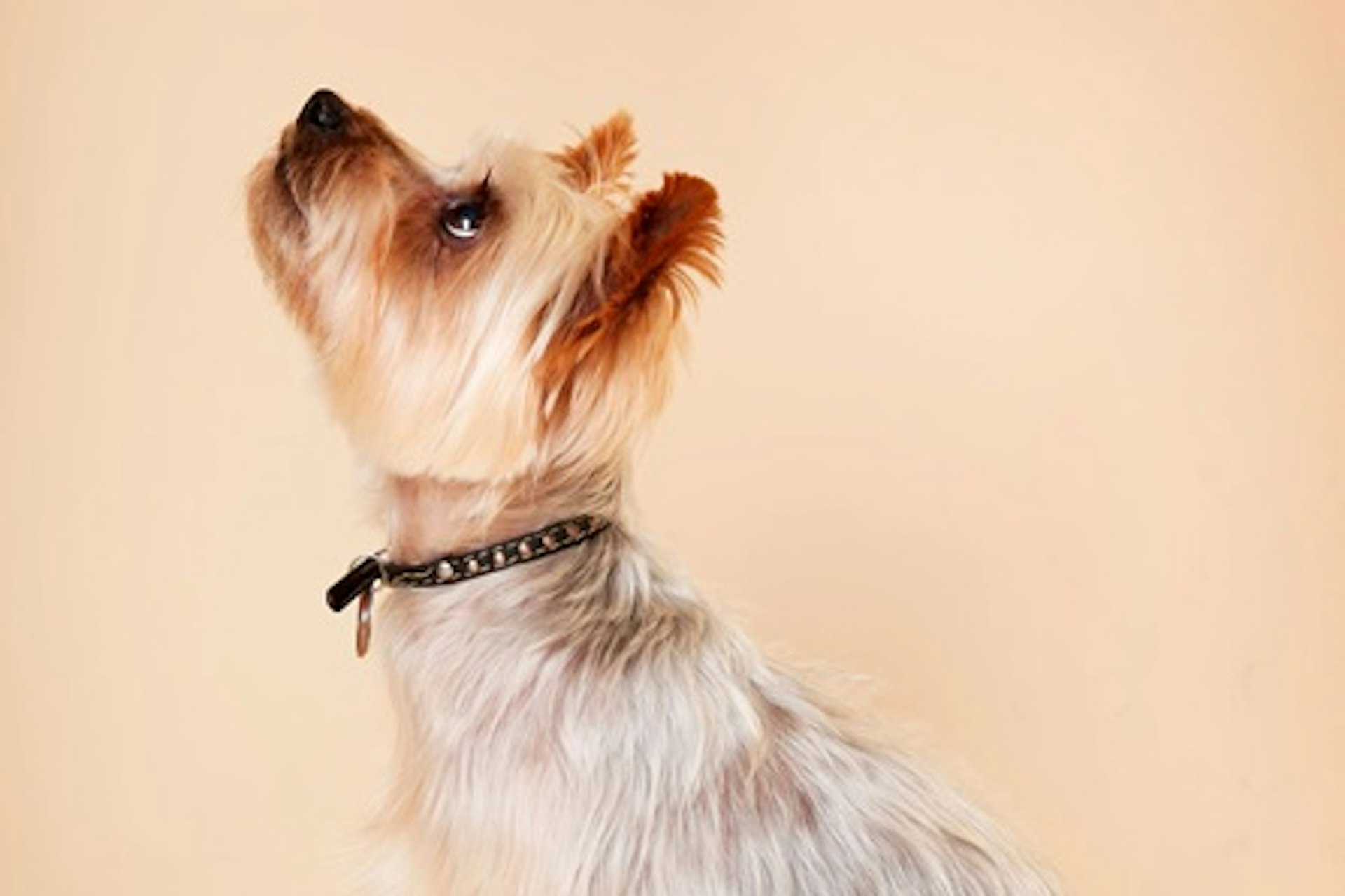 Pet Photoshoot with £50 off Voucher 1