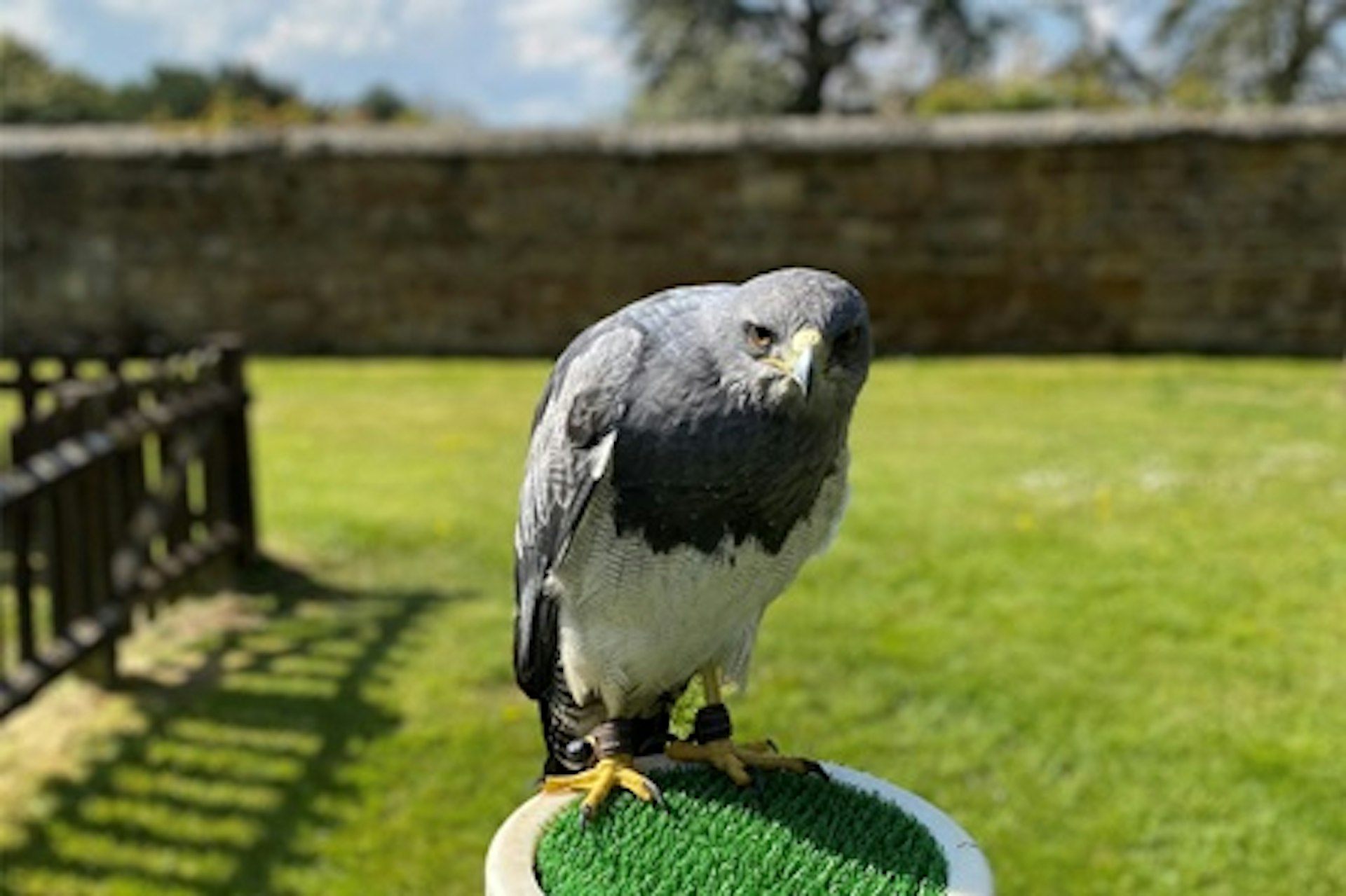 Premier Falconry Experience at Icarus Falconry Centre 1