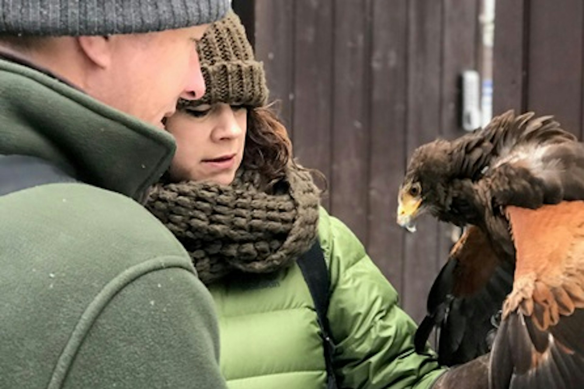 Premier Falconry Experience at Icarus Falconry Centre 2