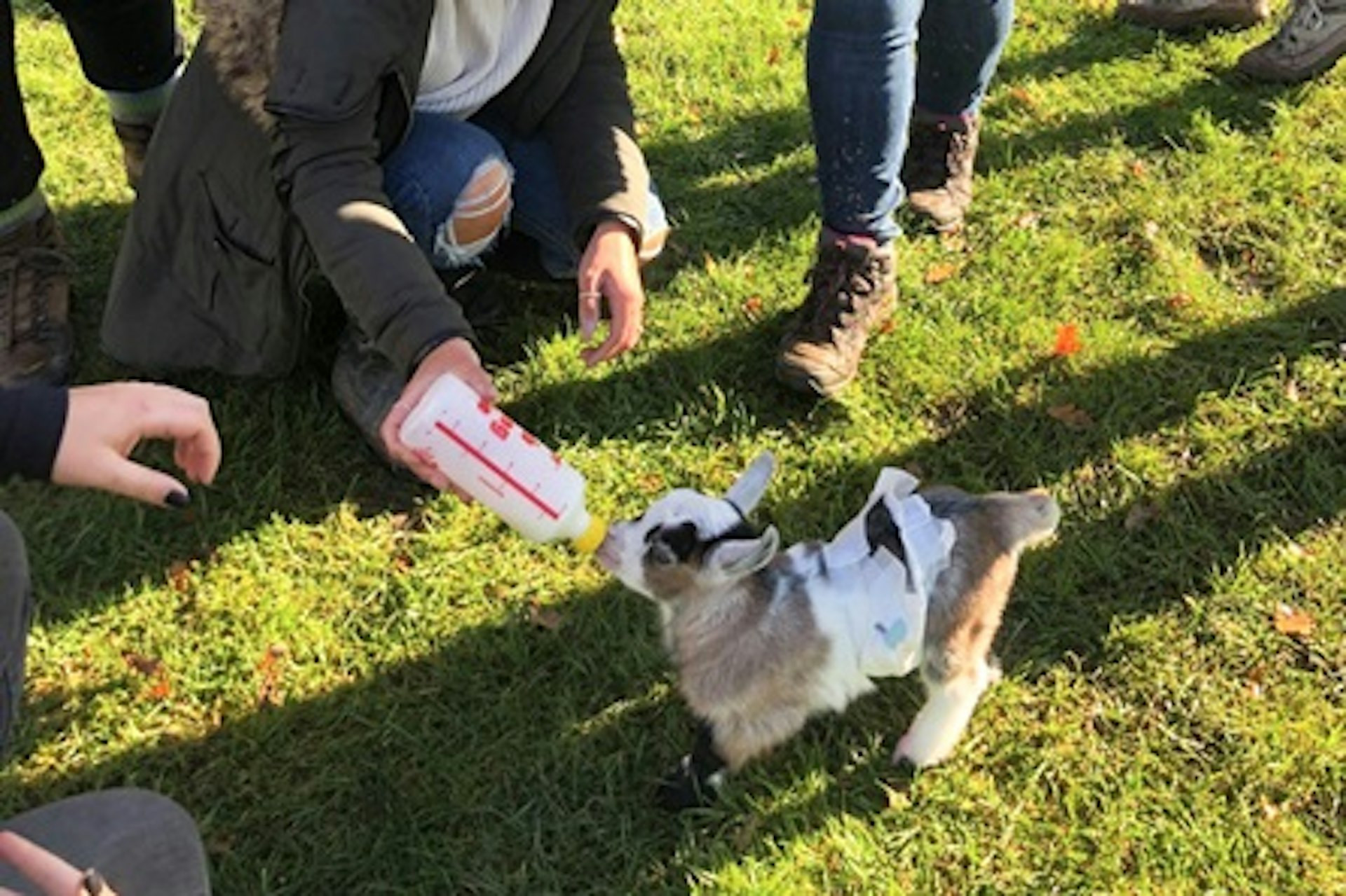 Pygmy Goat Experience for Two 2
