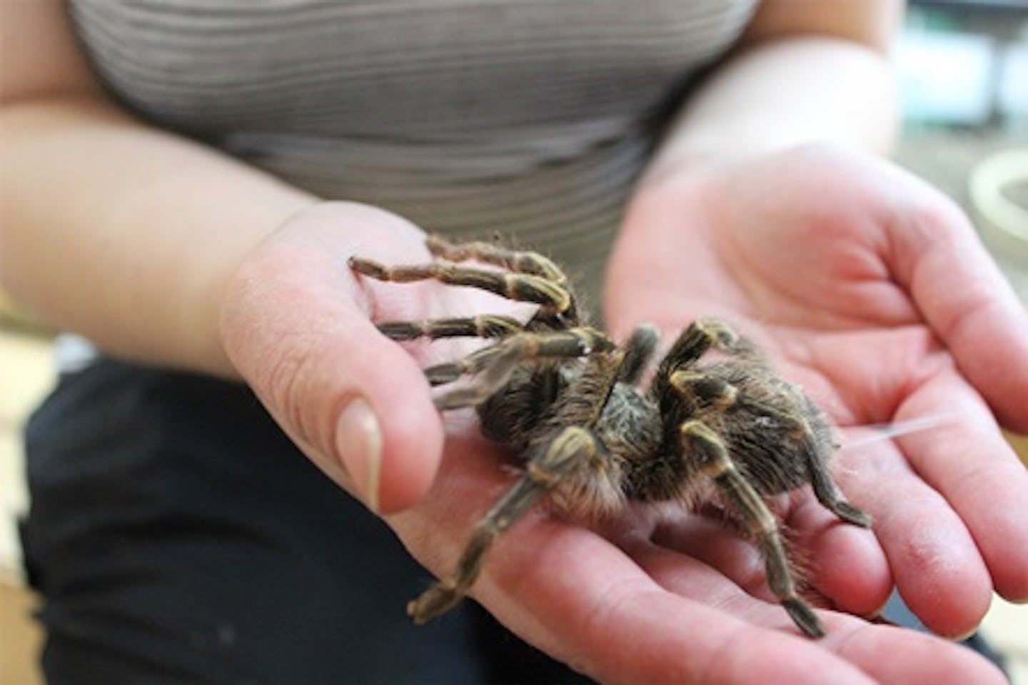 Junior Big Bug Encounter at Hemsley Conservation Centre