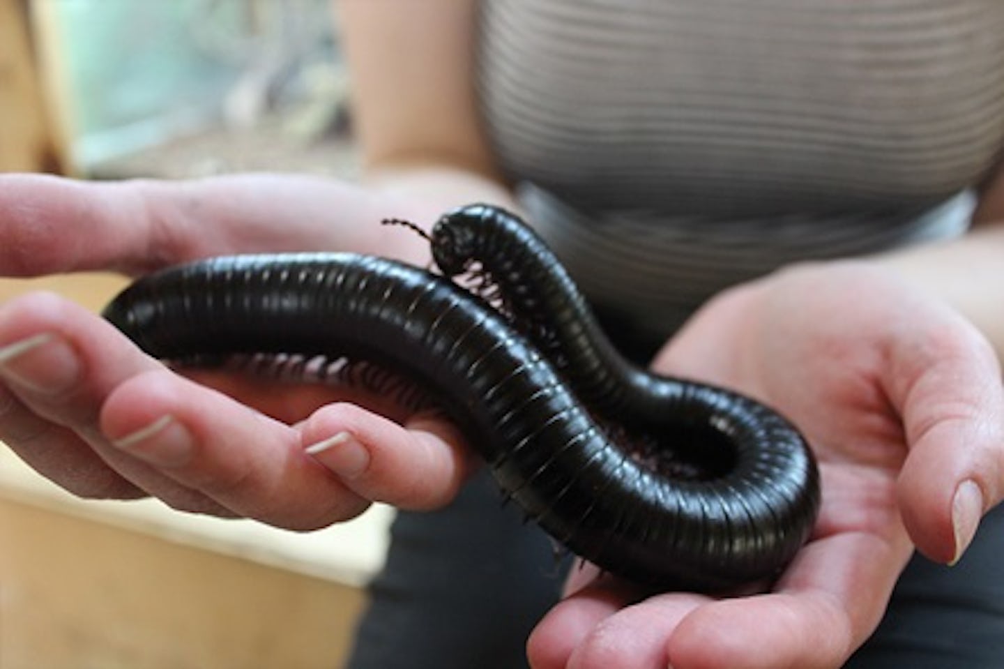 Junior Big Bug Encounter at Hemsley Conservation Centre