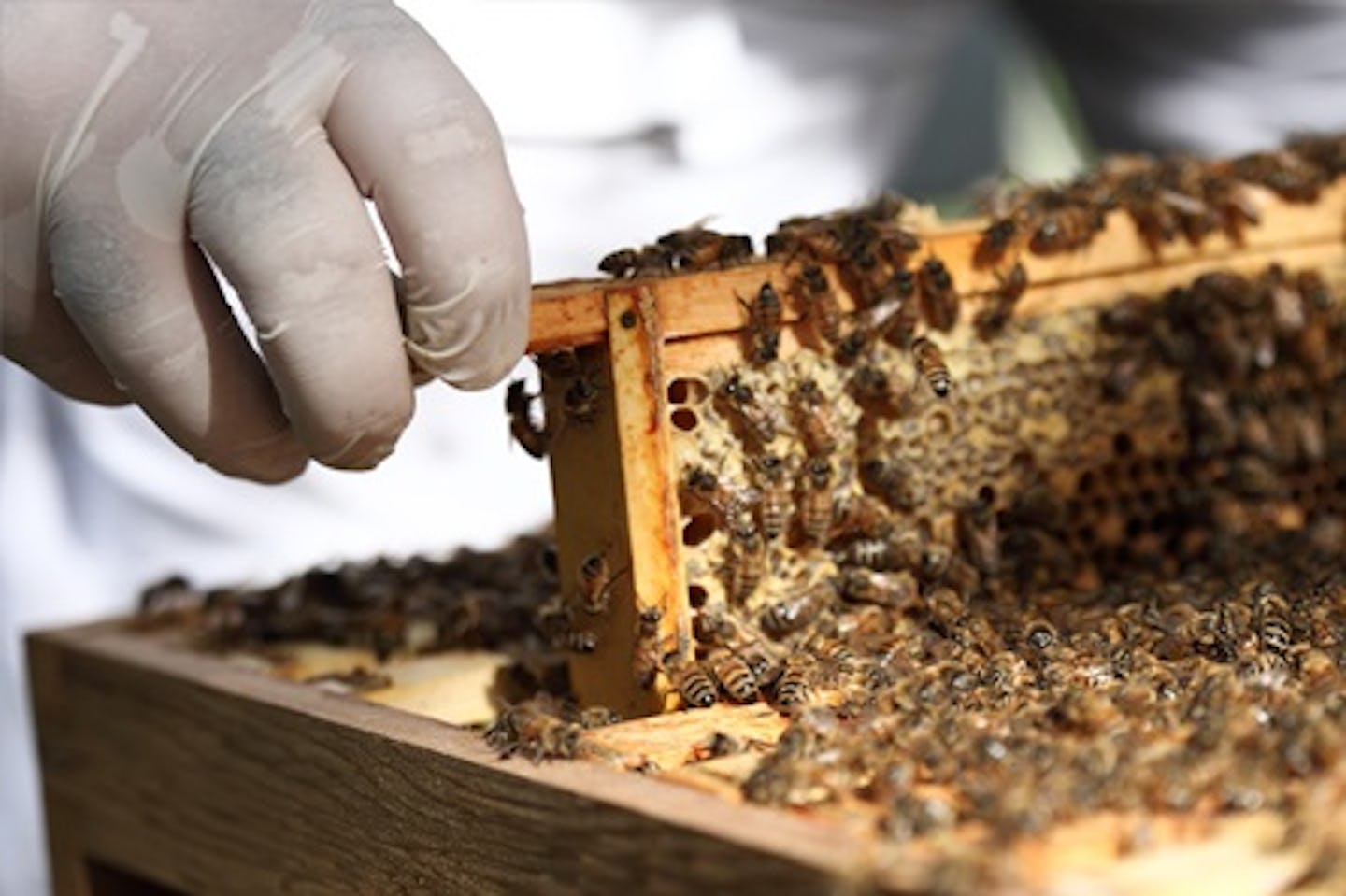 Rural Beekeeping and Honey Craft Beer Tasting