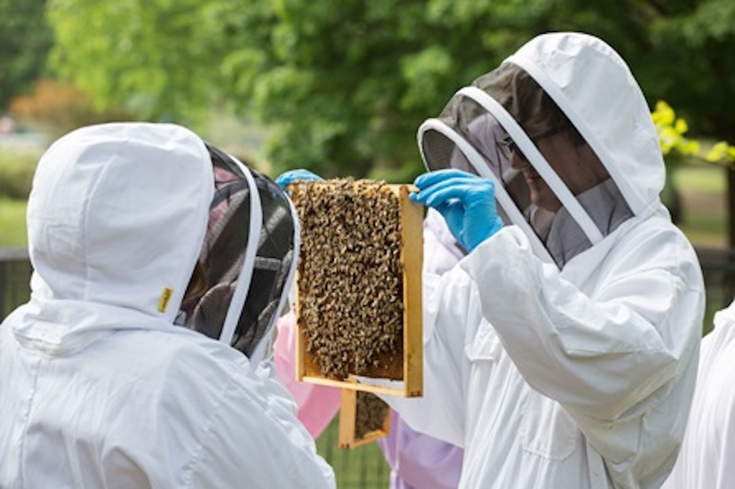 Rural Beekeeping and Honey Craft Beer Tasting for Two 1