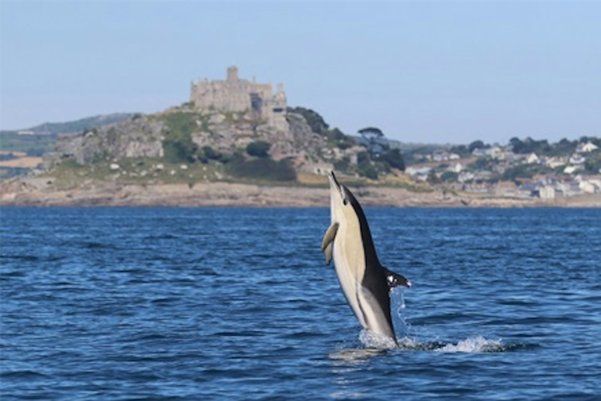 Seal and Dolphin Watching in Cornwall for Two 1