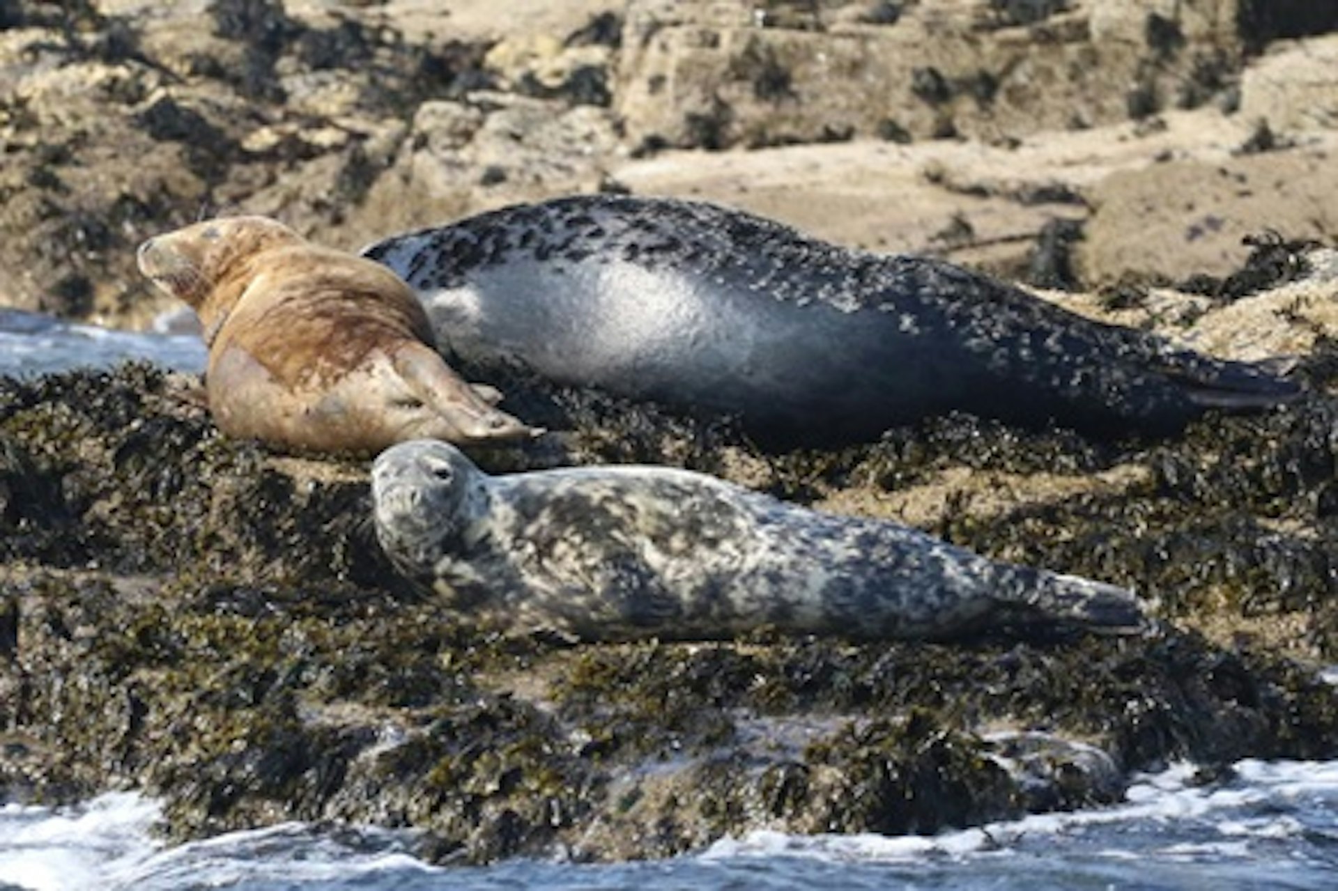 Seal and Dolphin Watching in Cornwall for Two 2