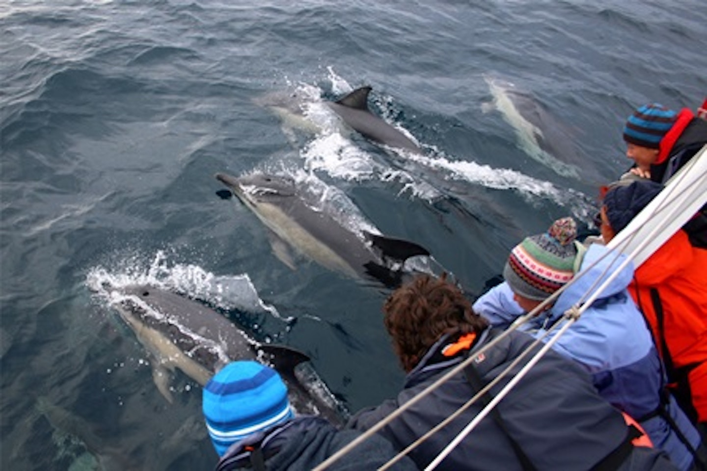 Seal and Dolphin Watching in Cornwall for Two 3